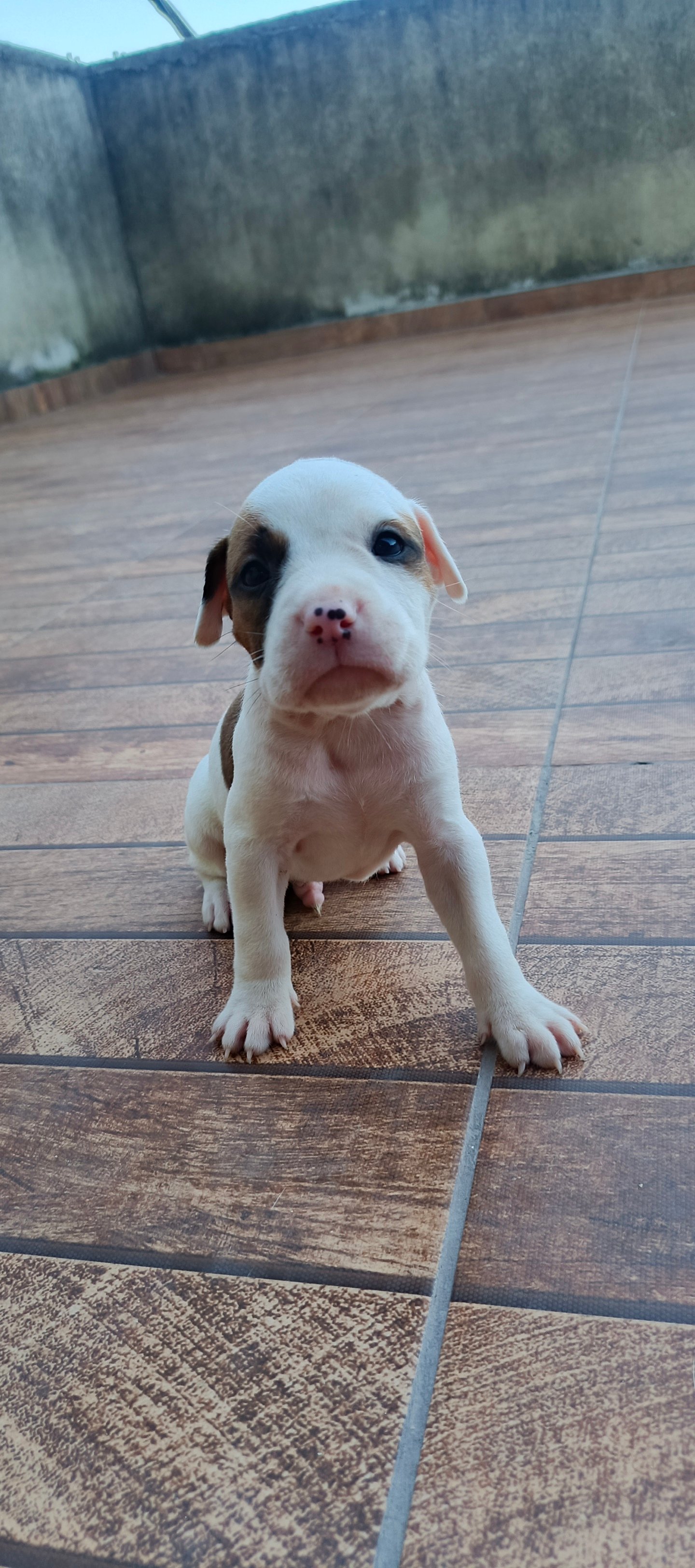 Filhotes American pitbull - Foto 1