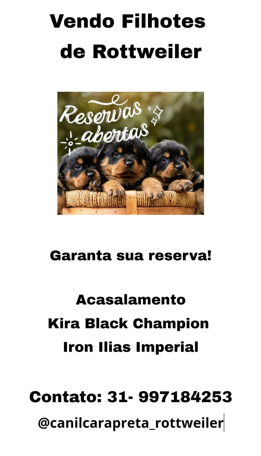 Portal Vendocão Vendas filhotes Rottweiler  Belo Horizonte-MG 