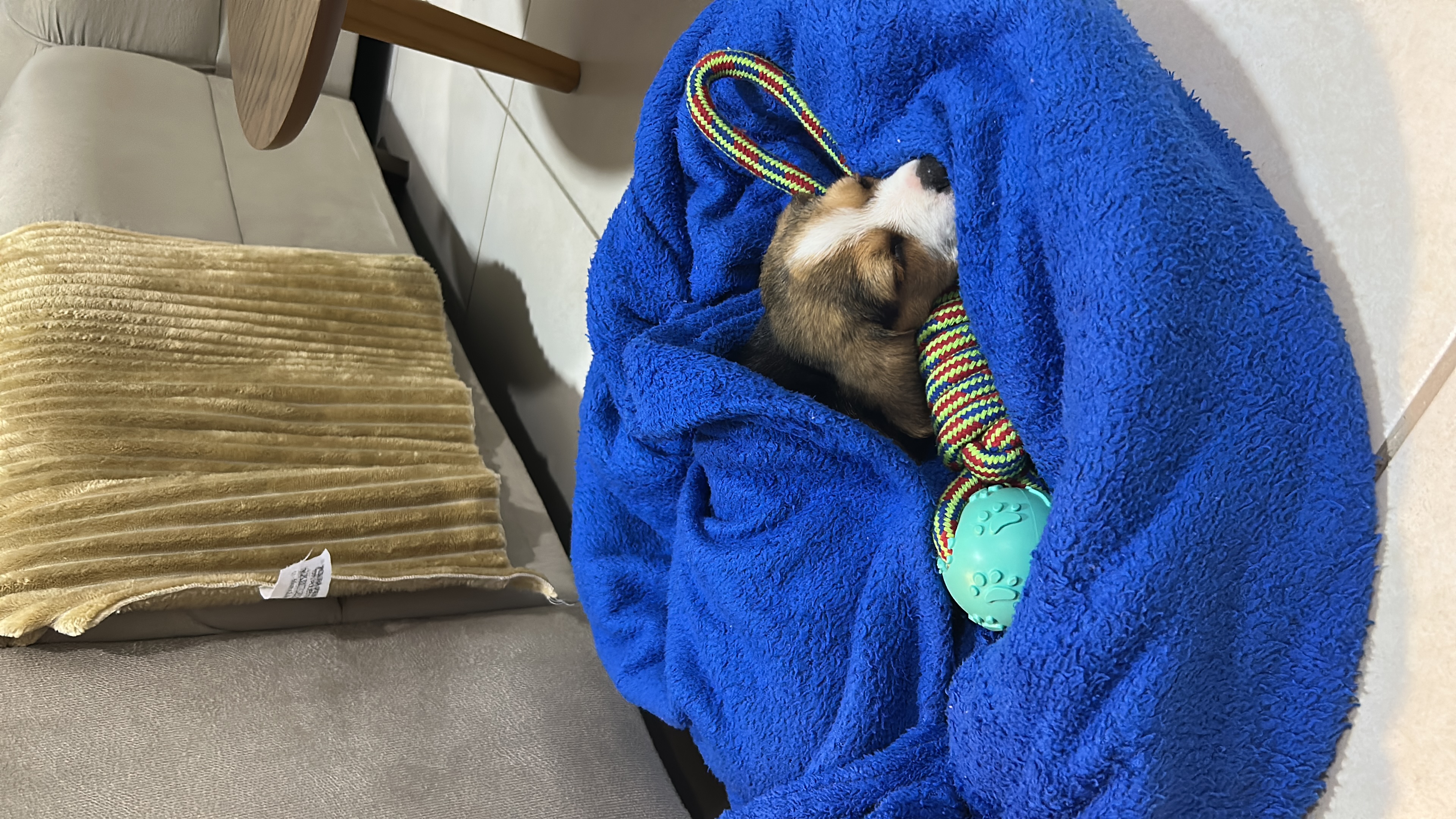 Portal Vendocão Beagle Feira de Santana