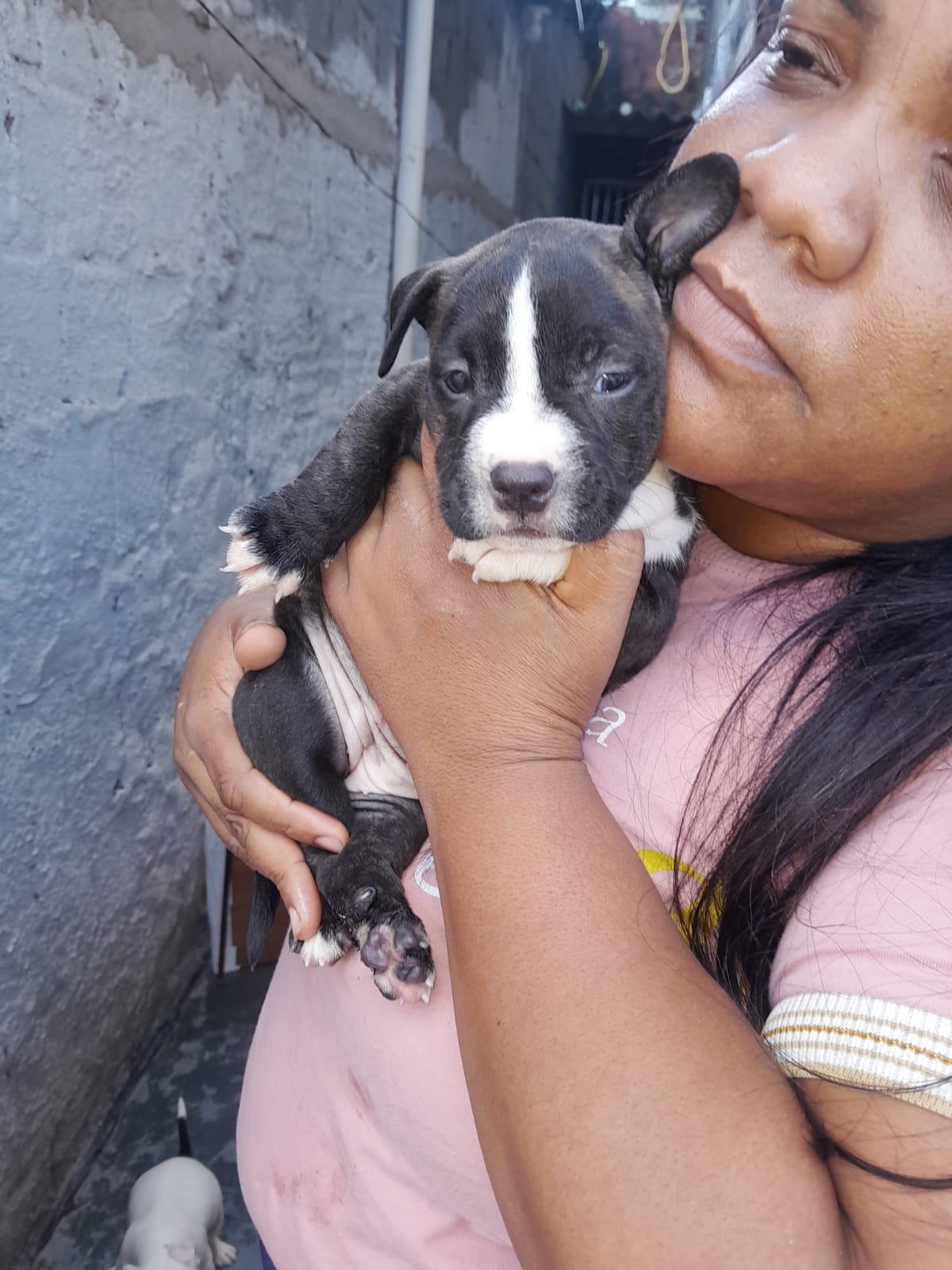 Portal Vendocão Vendo dois filhotes de Pitbull lindos eles são pitibull puro mãe uma pitibull rebaixada o pai um pitibull terrier, eles já tomaram o remédio de verme  Recife