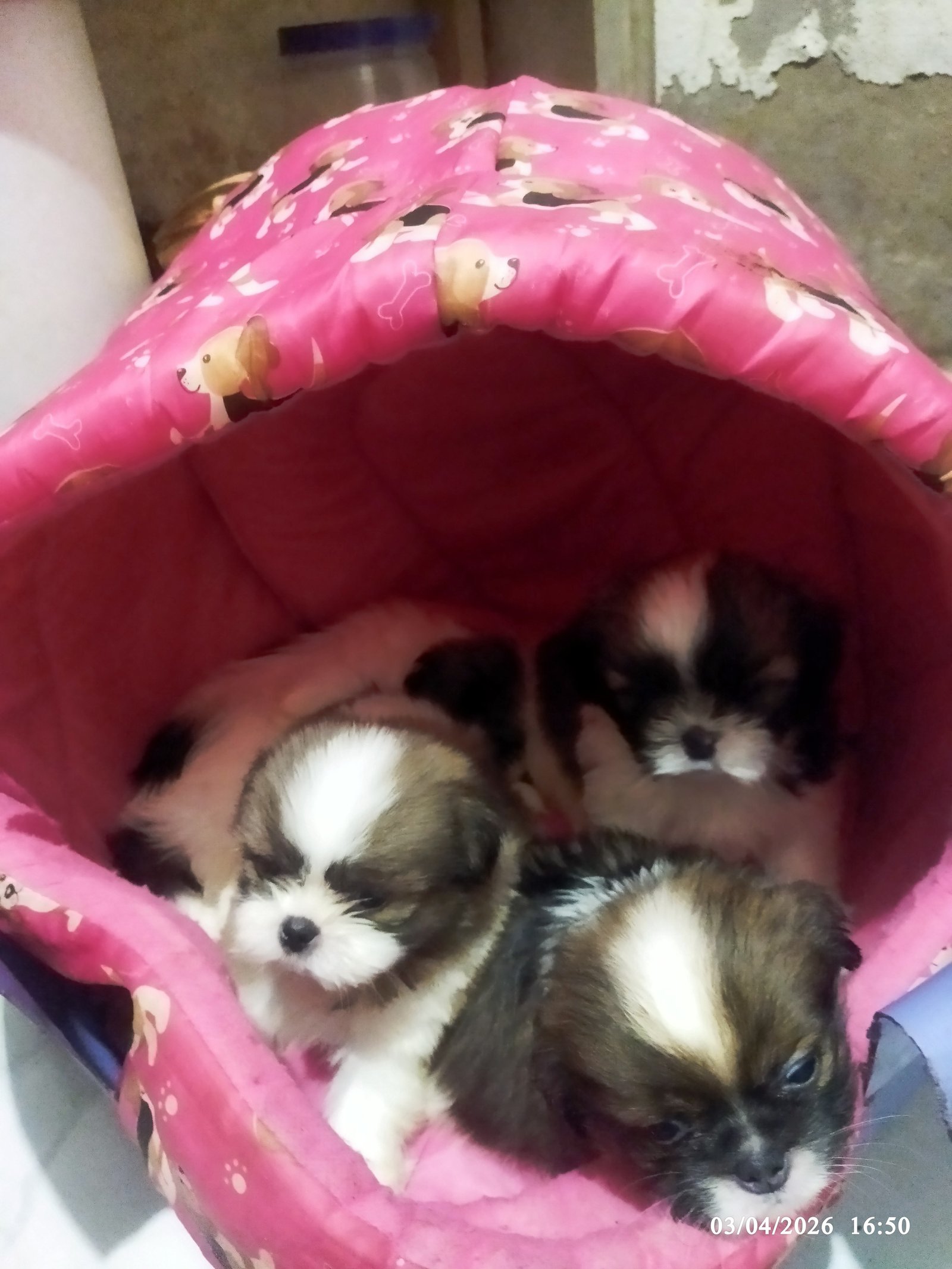 Filhotes shih tzu - Foto 1