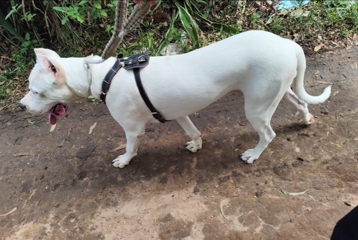 Portal Vendocão Dogo Argentino  Porto Alegre