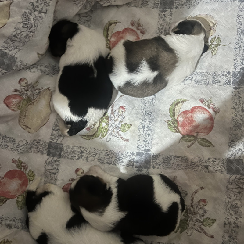 Vendo filhotes de Shitzu - Foto 1