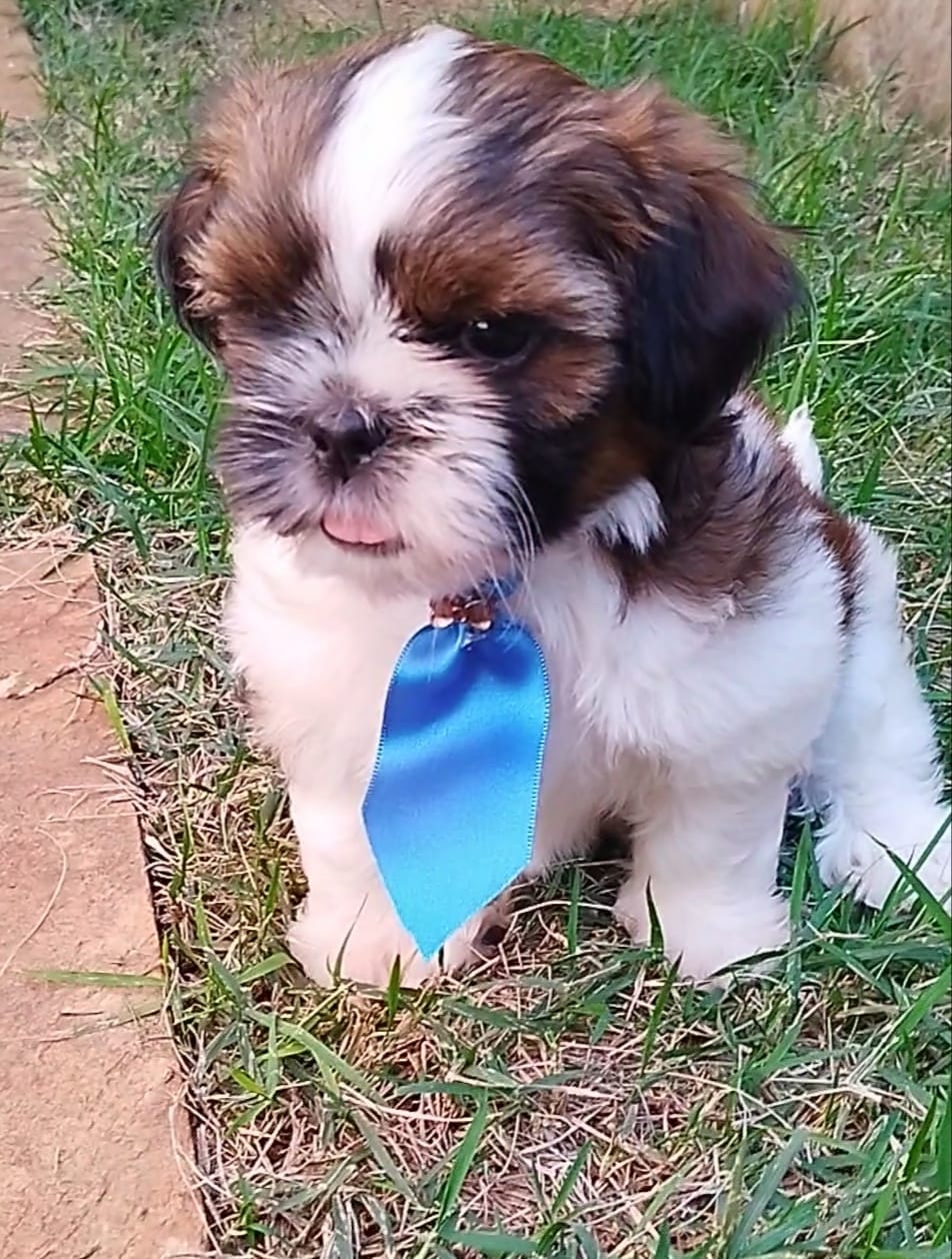 Portal Vendocão Shih tzu Goiânia 