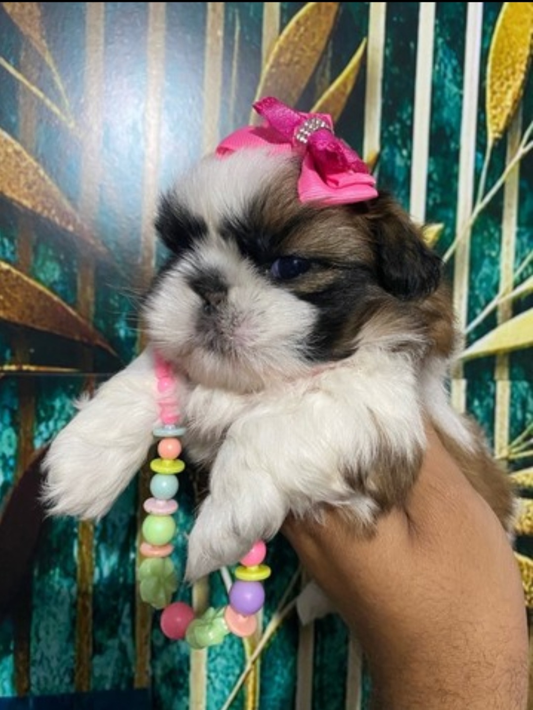 Portal Vendocão Mini shitzu filhotes com garantia e kit Brasília 