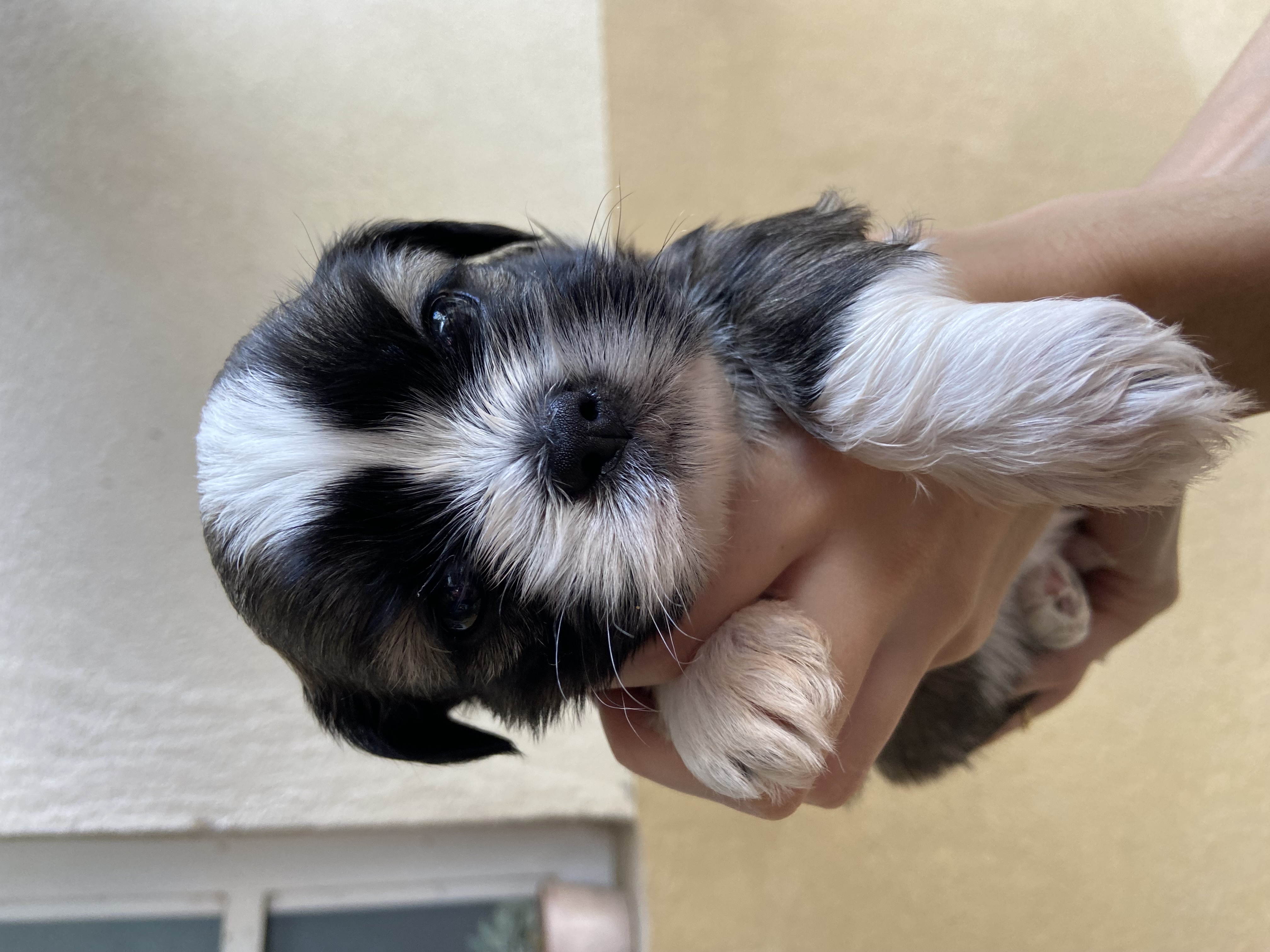 Portal Vendocão Filhotes de shitzu Divinópolis 