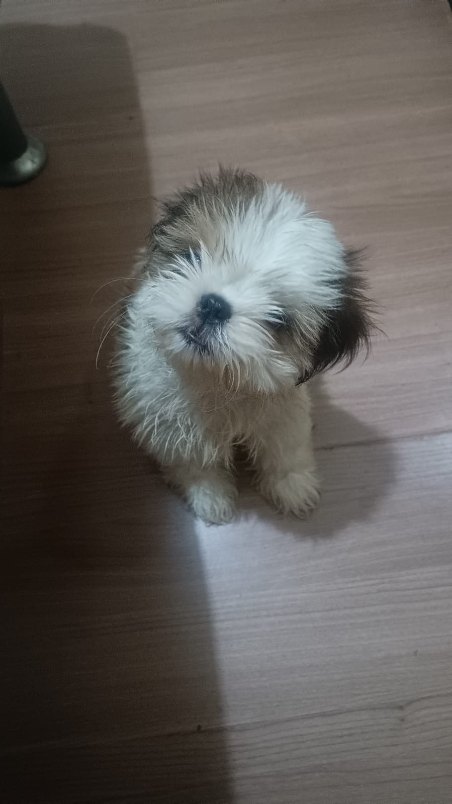  vendo Fêmeas Shih tzu - Foto 3