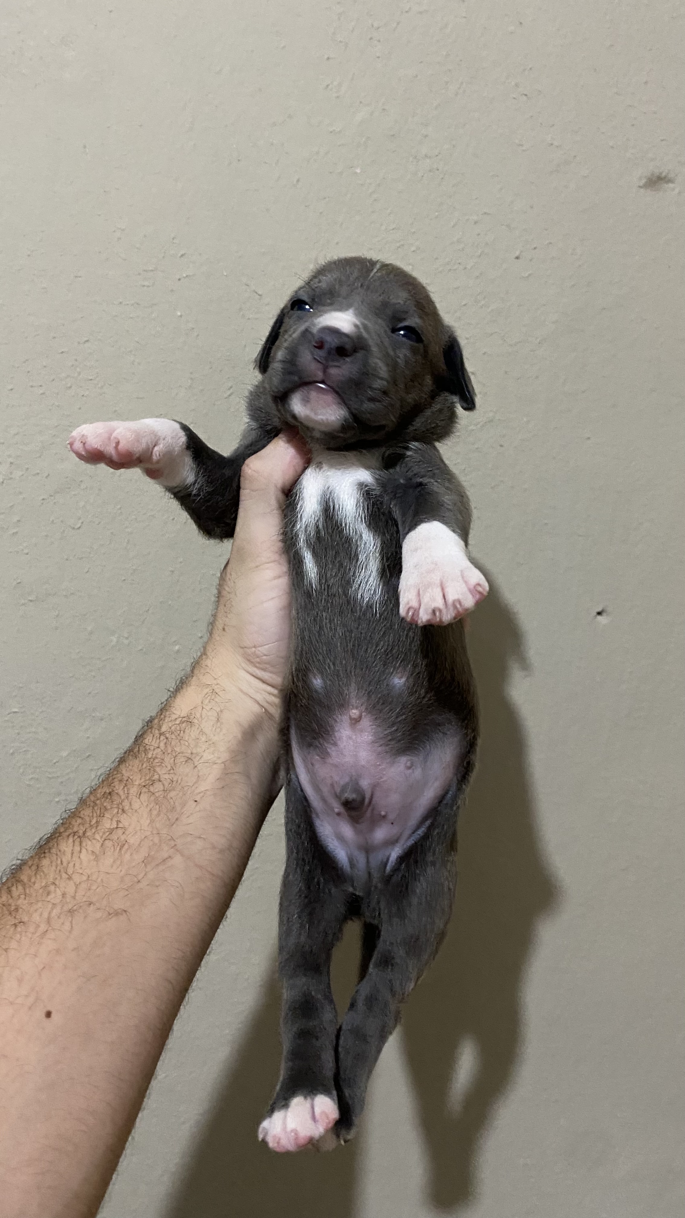FILHOTES DE PITMONSTER DISPONÍVEIS - Foto 4