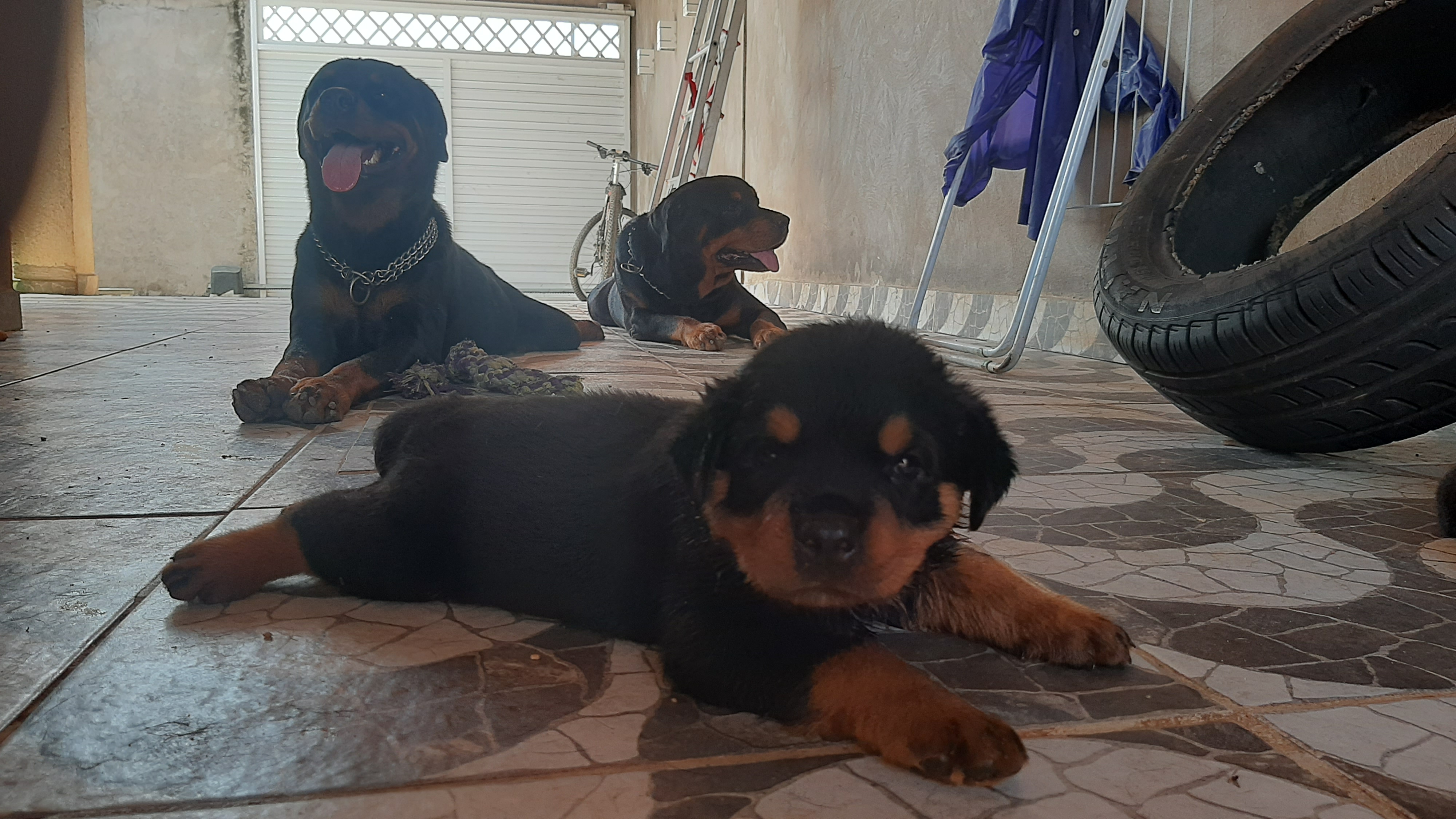 Portal Vendocão Filhotes de Rottweiler São Luís 