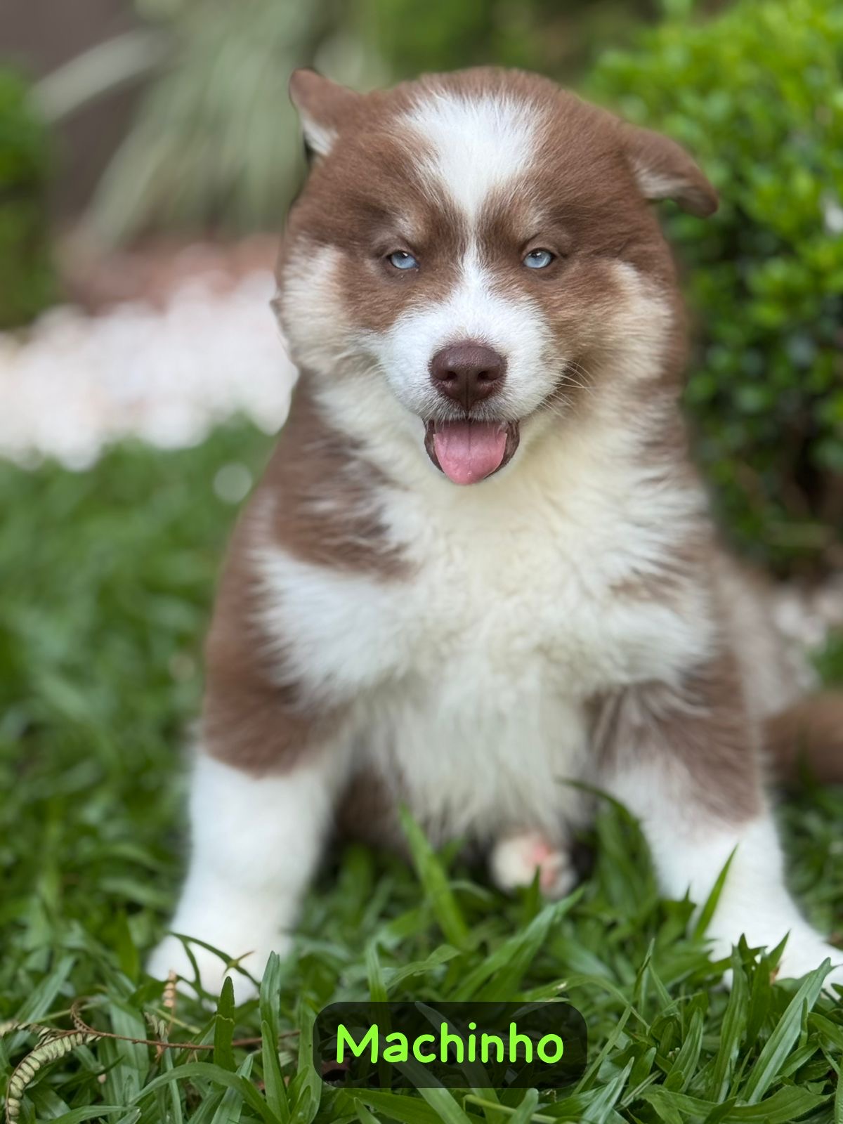 Portal Vendocão Filhote de Husky Siberiano  Sapiranga 