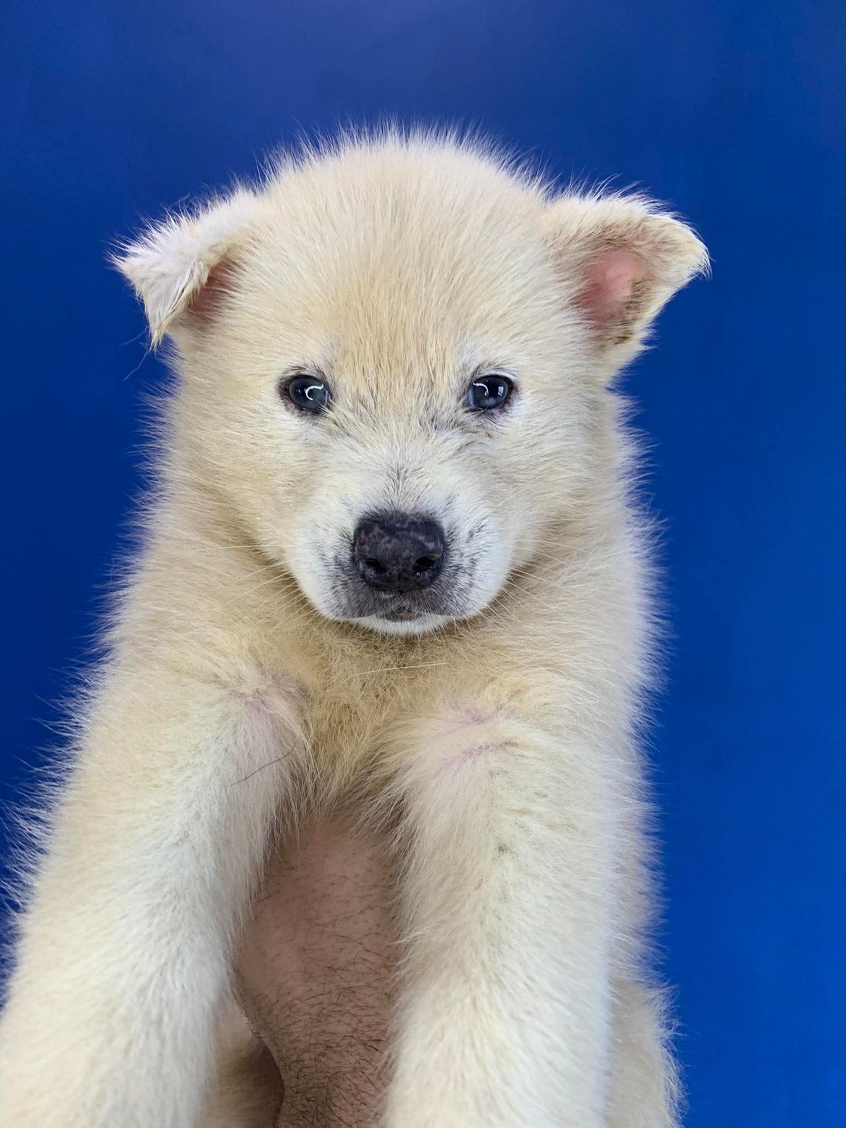 Portal Vendocão Filhos de Husky Siberiano  Manaus