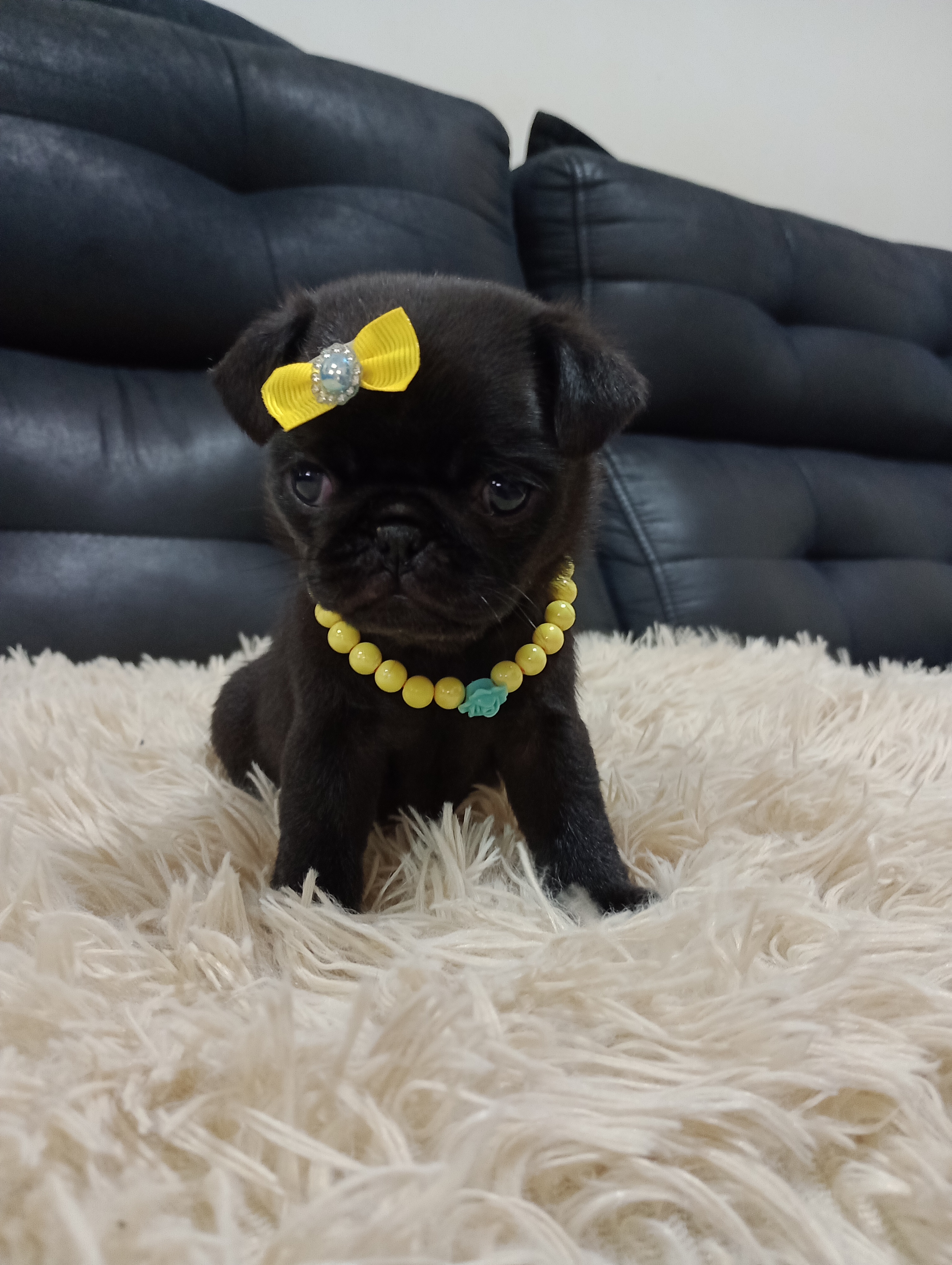 Portal Vendocão Filhotes de pug Maringá