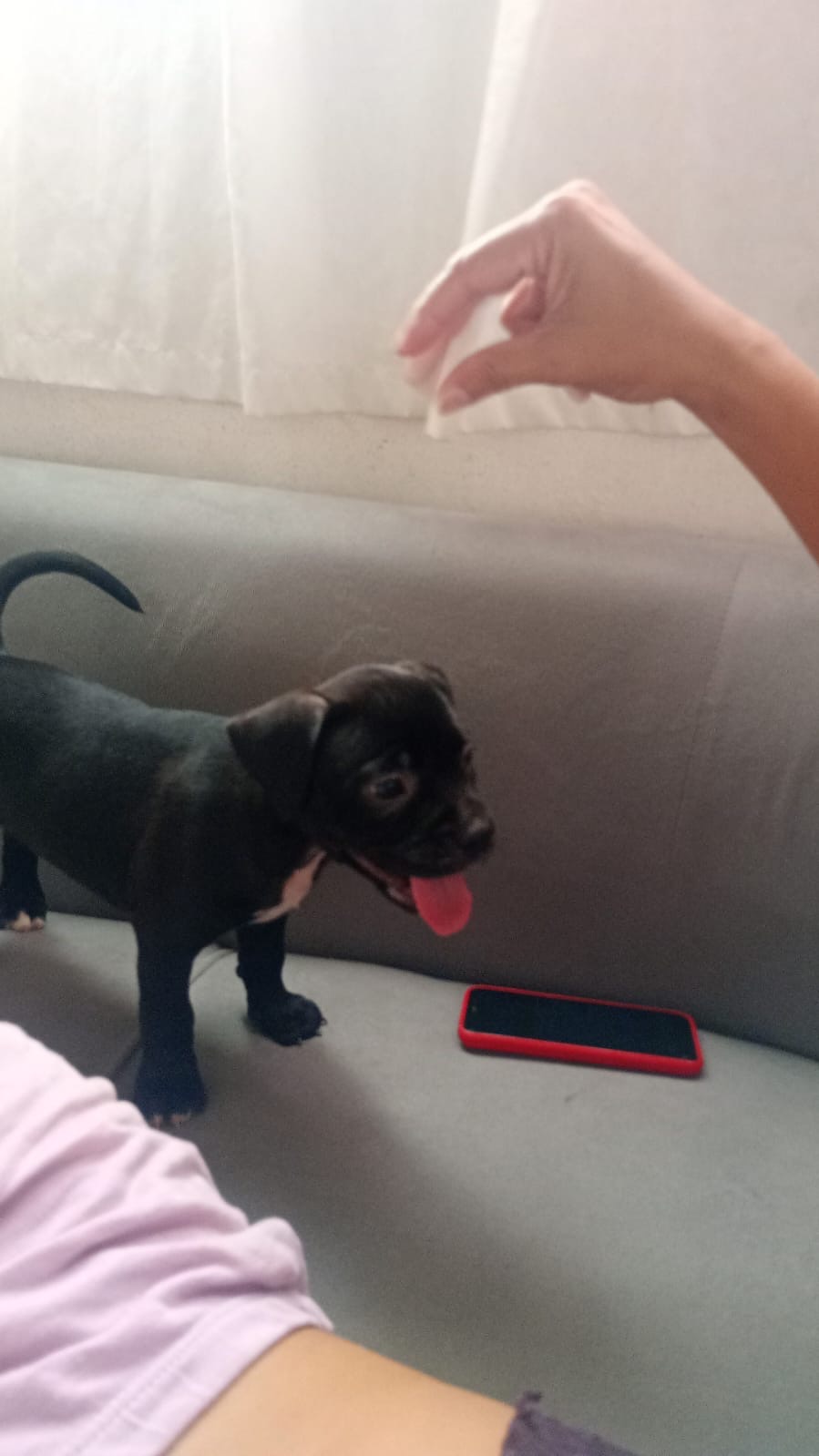 Portal Vendocão Filhote de American Staffordshire Terrier - Já Adestrado! Recife