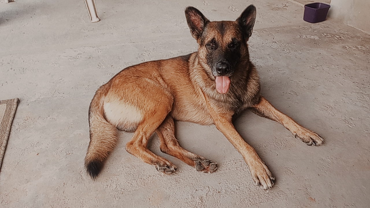 Portal Vendocão Vendo Pastor Alemão Belga Malinois  Cuiabá 