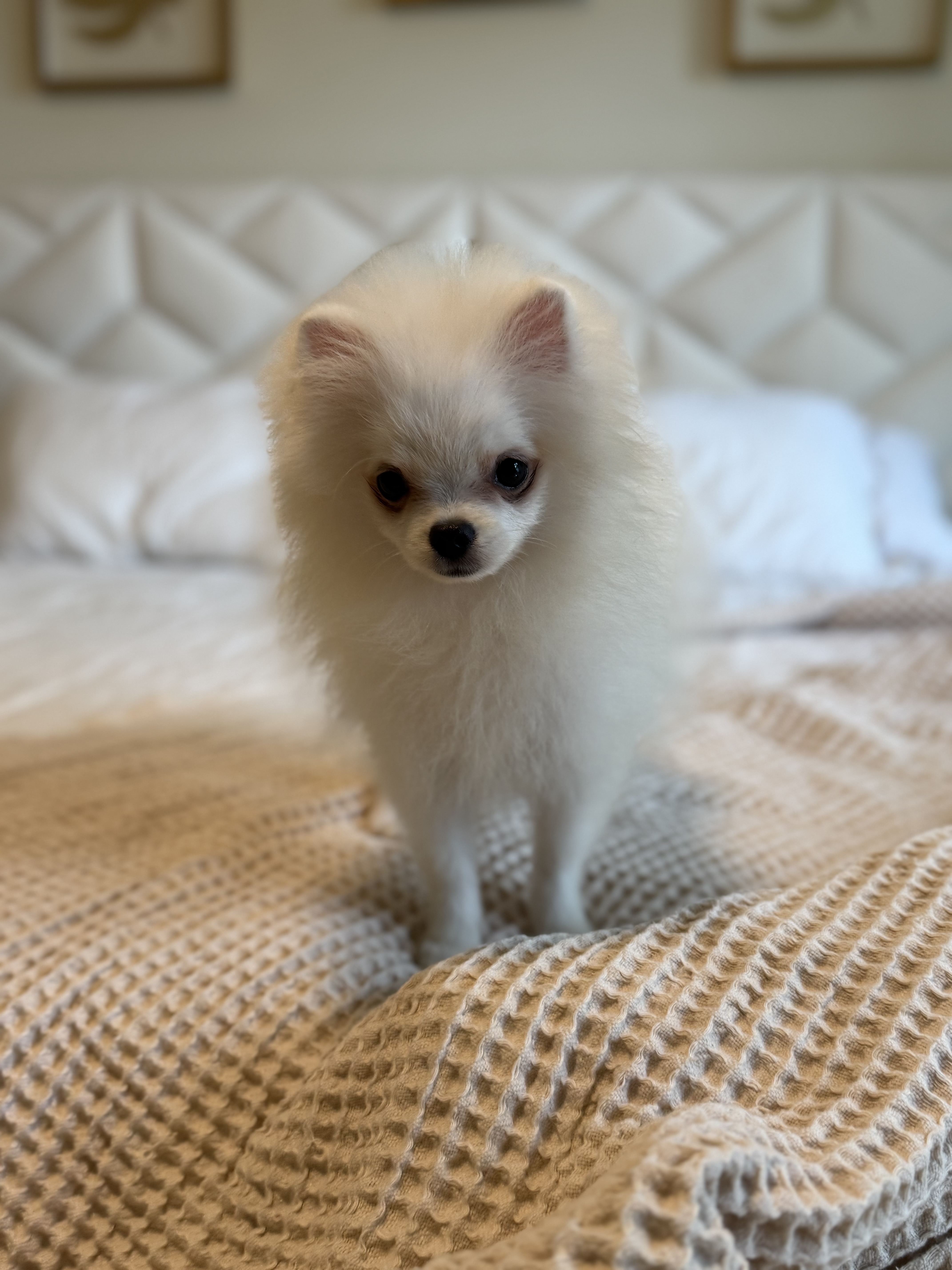 Portal Vendocão Lulu da Pomerânia Spitz Alemão branco macho Belo Horizonte 