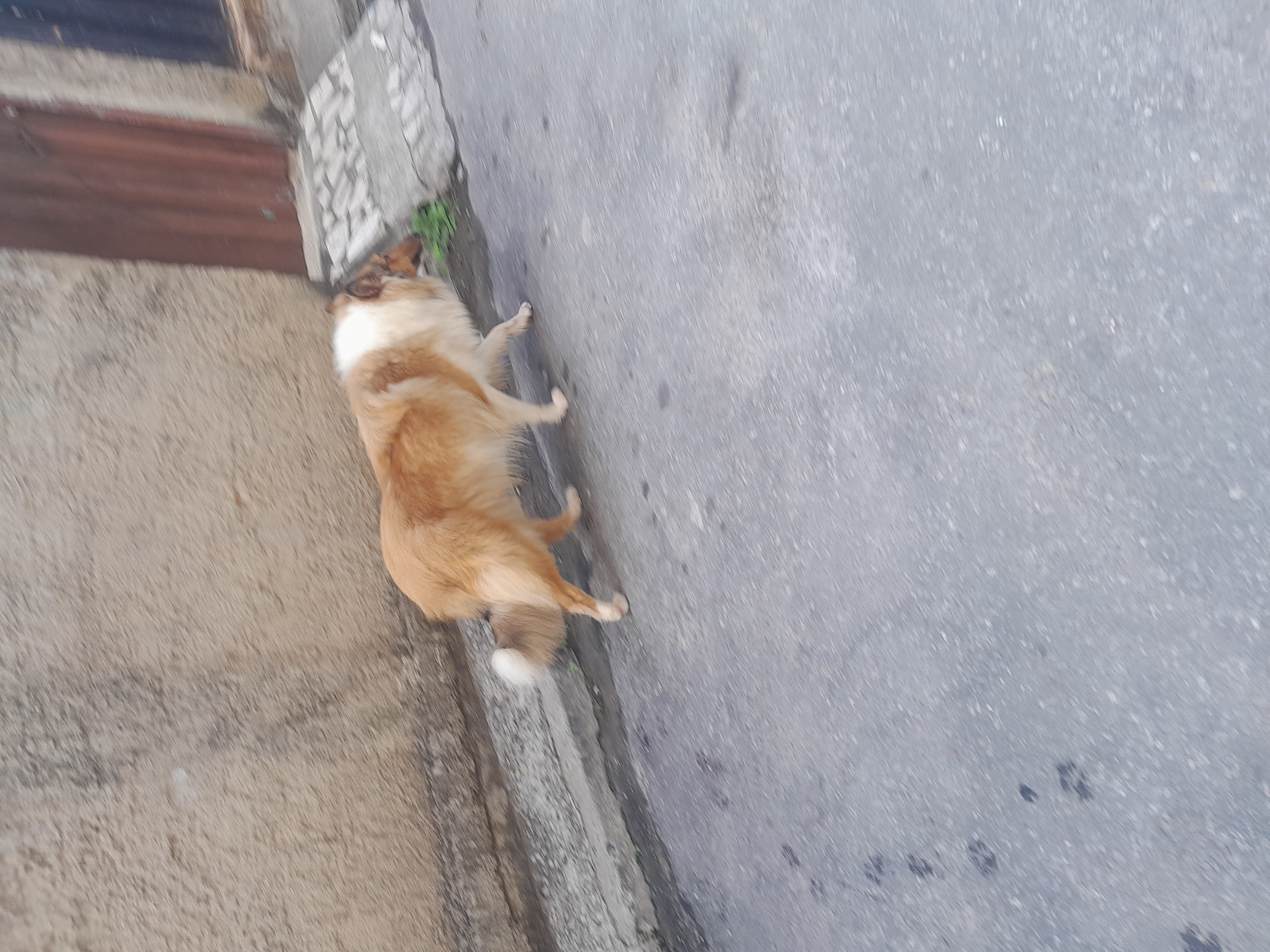 Portal Vendocão Lindo rough collie pelos longos Contagem