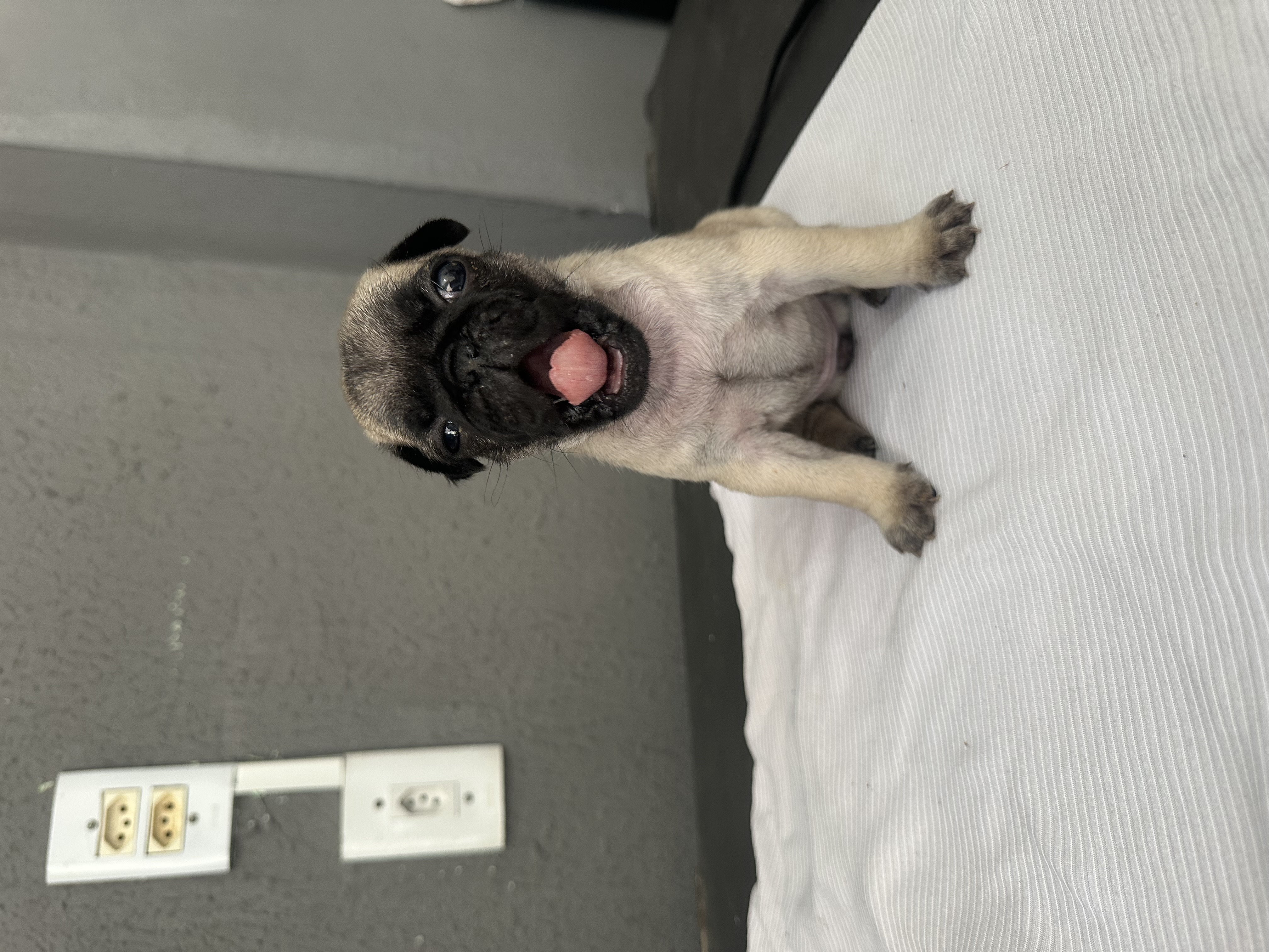 Portal Vendocão FILHOTES DE PUG Fortaleza 