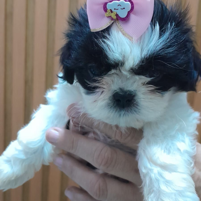 Lindos filhotes de Shih Tzu com 48 dias ,vermifugados e comendo ração,informações 21 97987 3433 zap - Foto 5