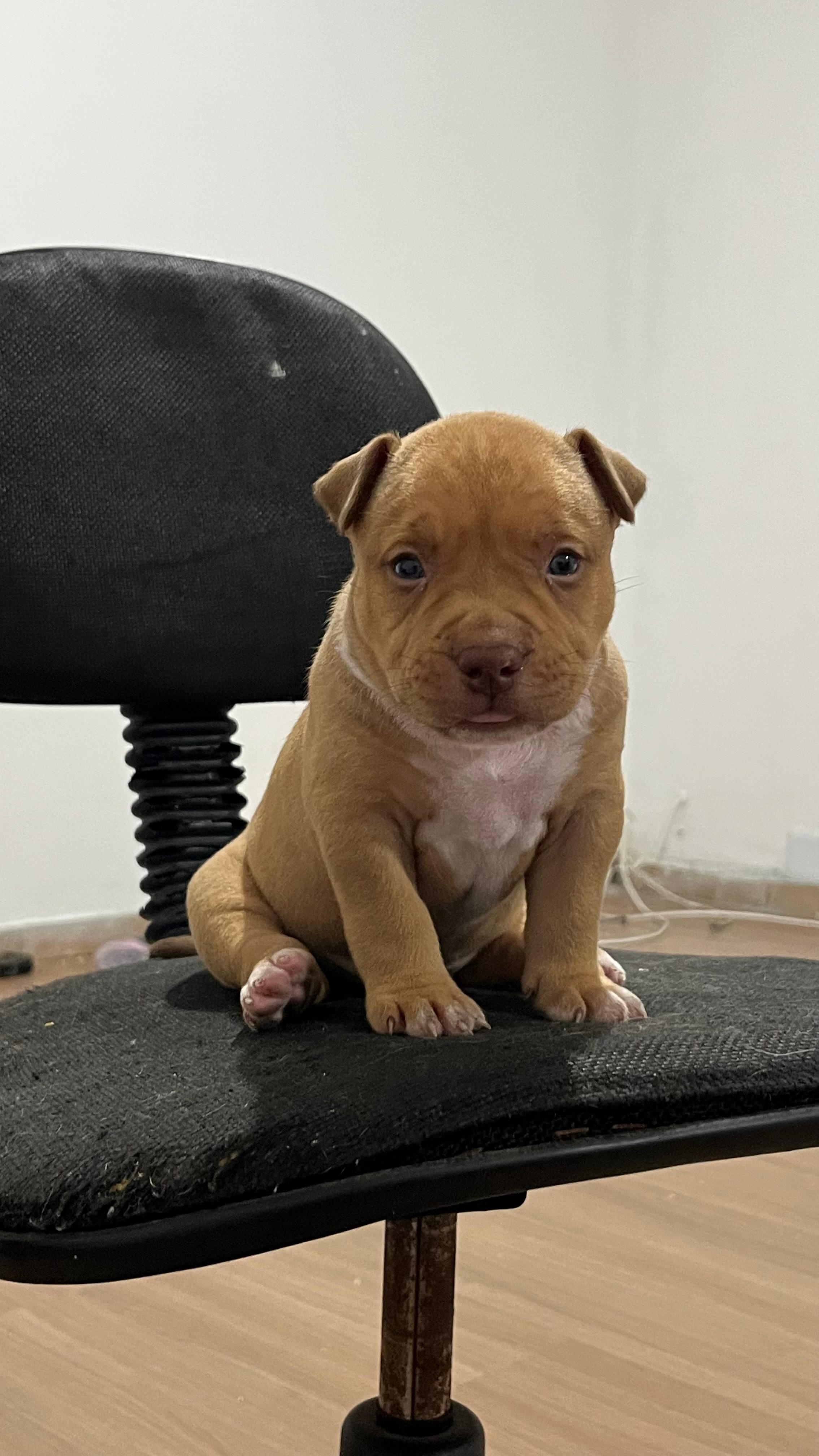Portal Vendocão American bully  Rio de janeiro 