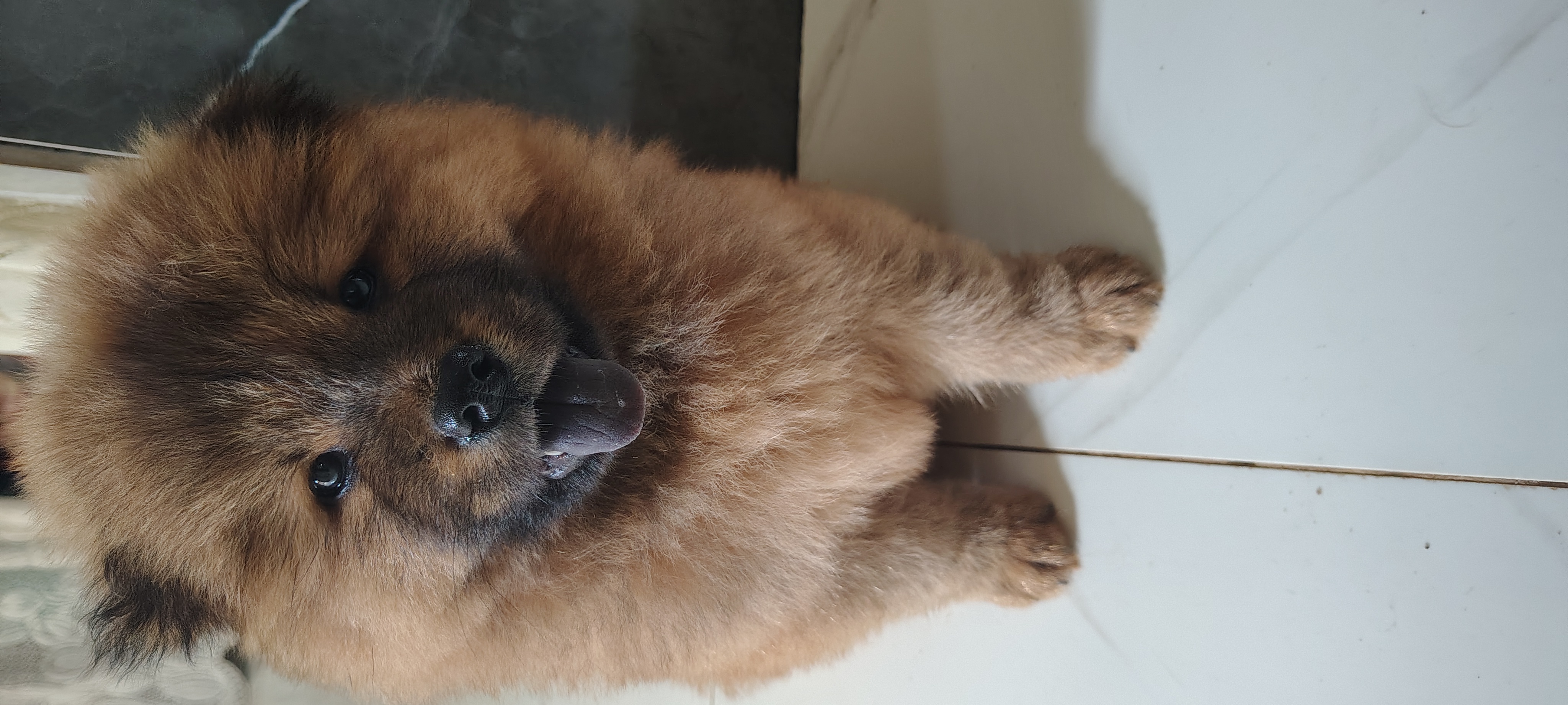Filhotes Chow Chow 
