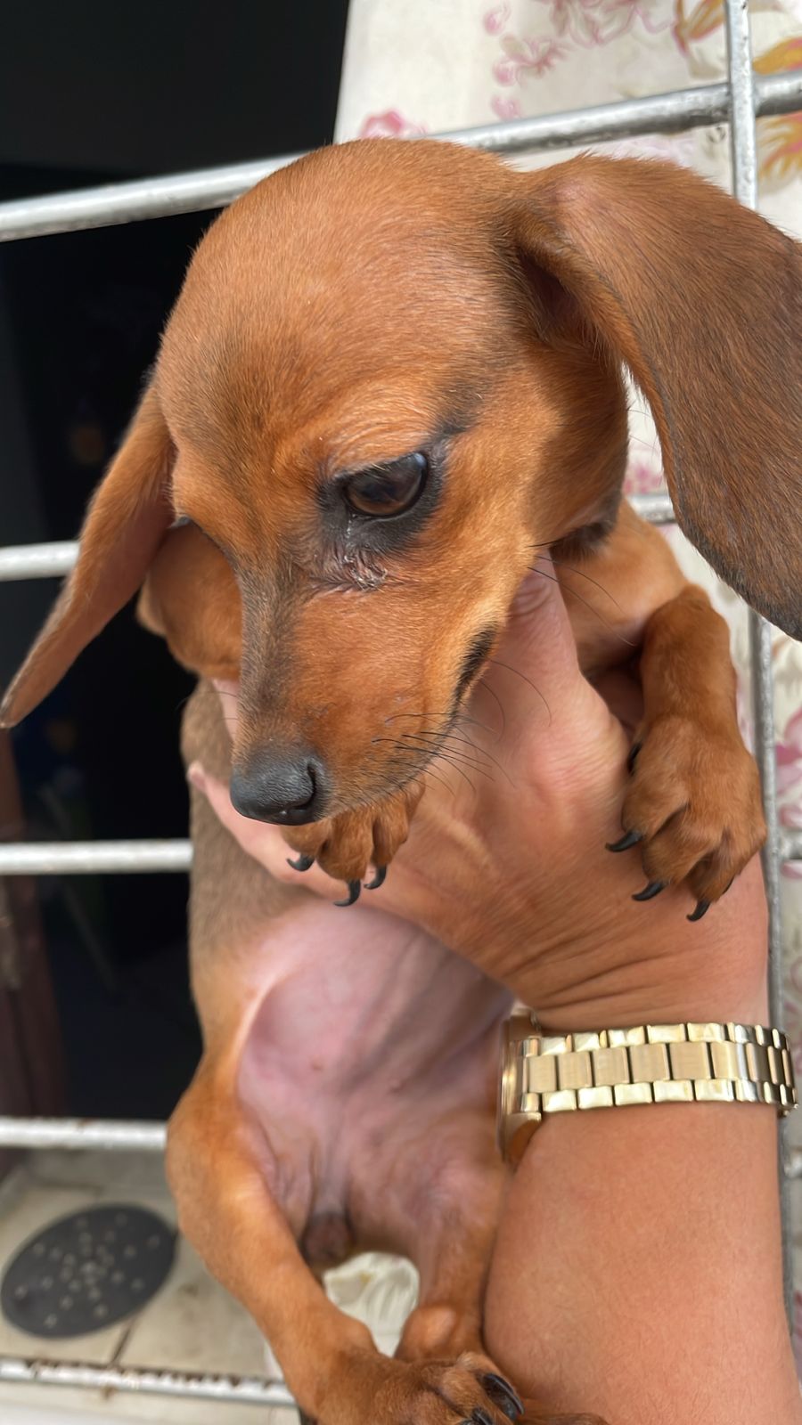 Portal Vendocão Dachshund/Salsicha Feira de Santana 