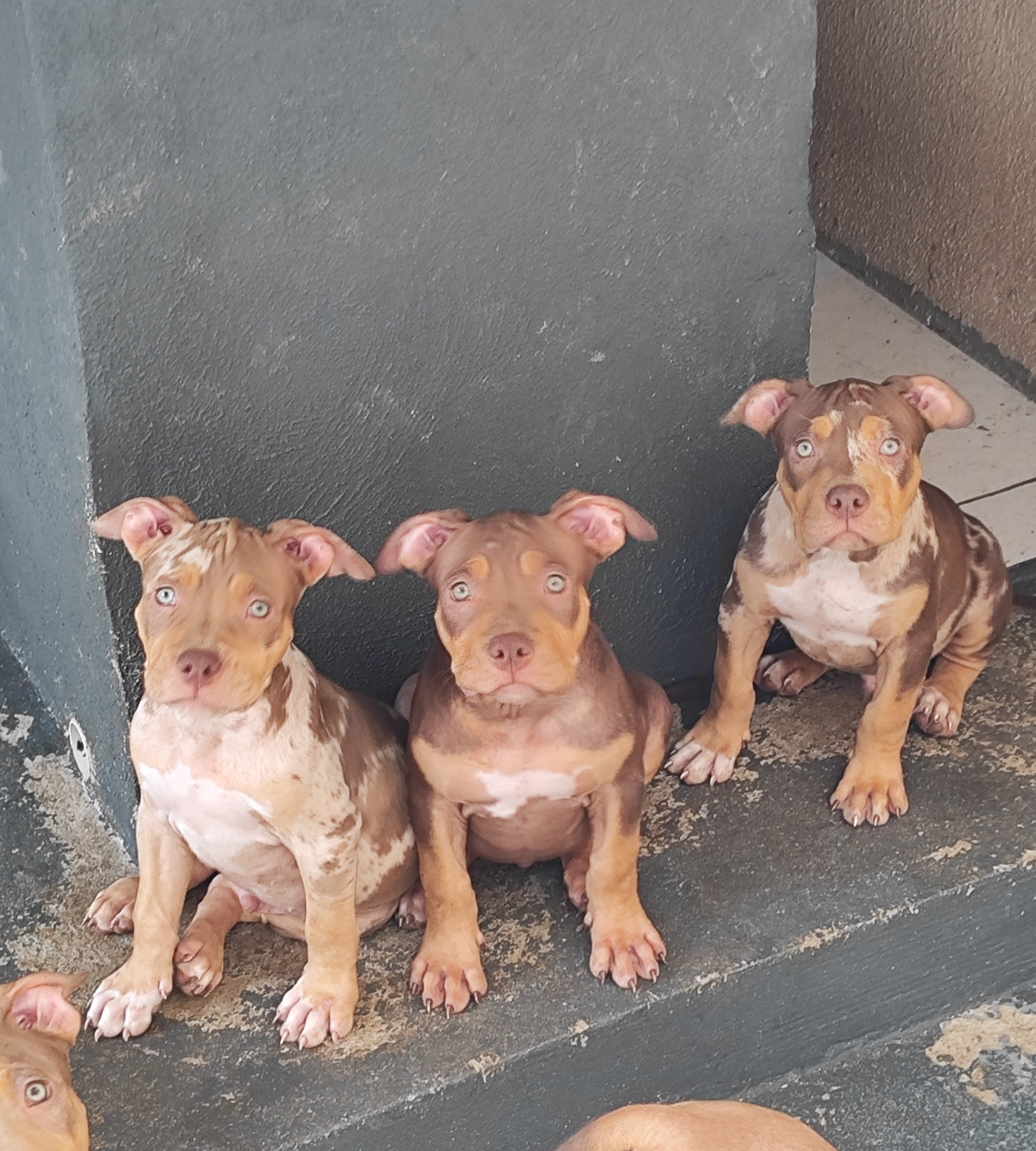 Portal Vendocão Pitbull Betim 
