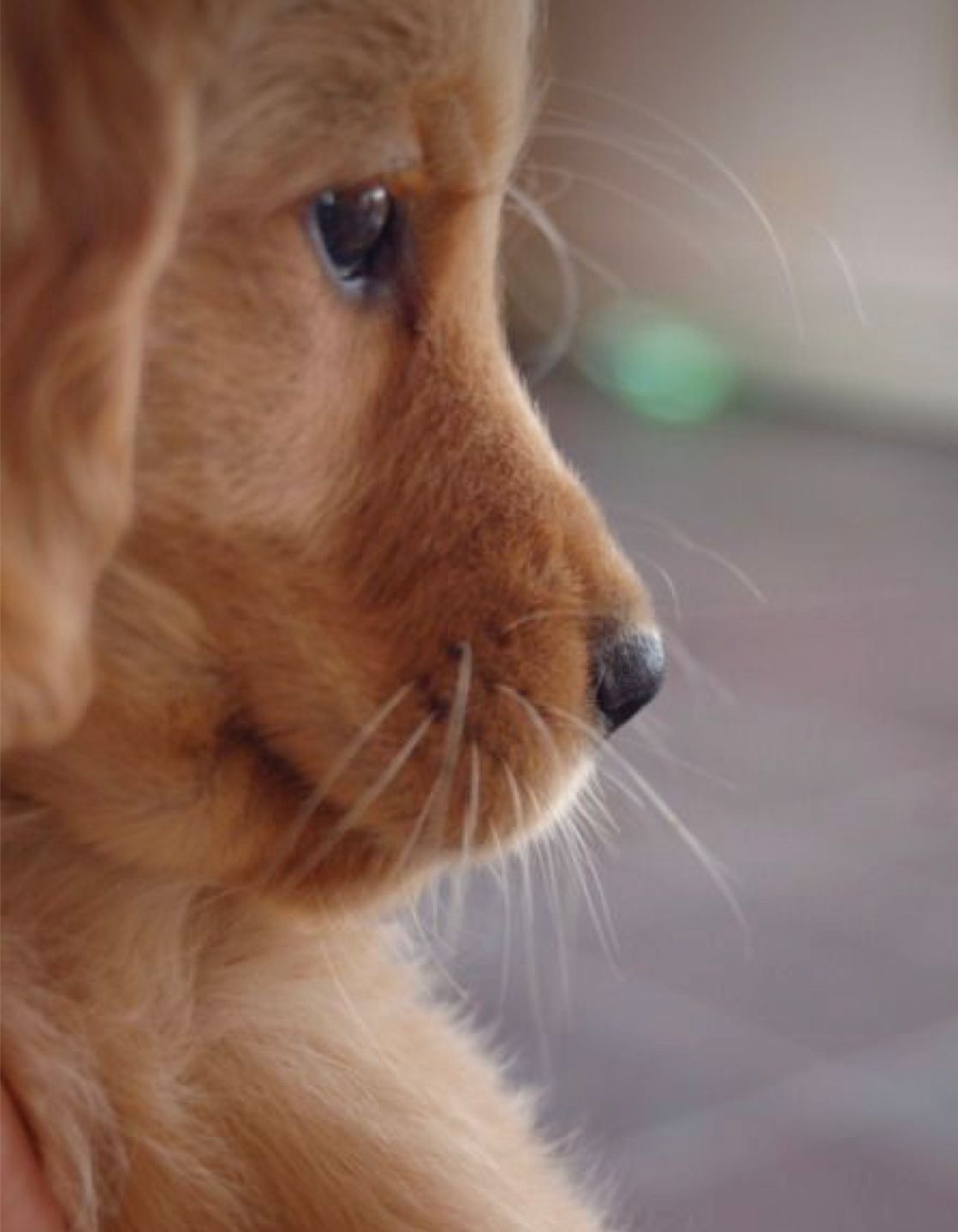 Portal Vendocão Vende se filhotes de Golden retriever  Belém 
