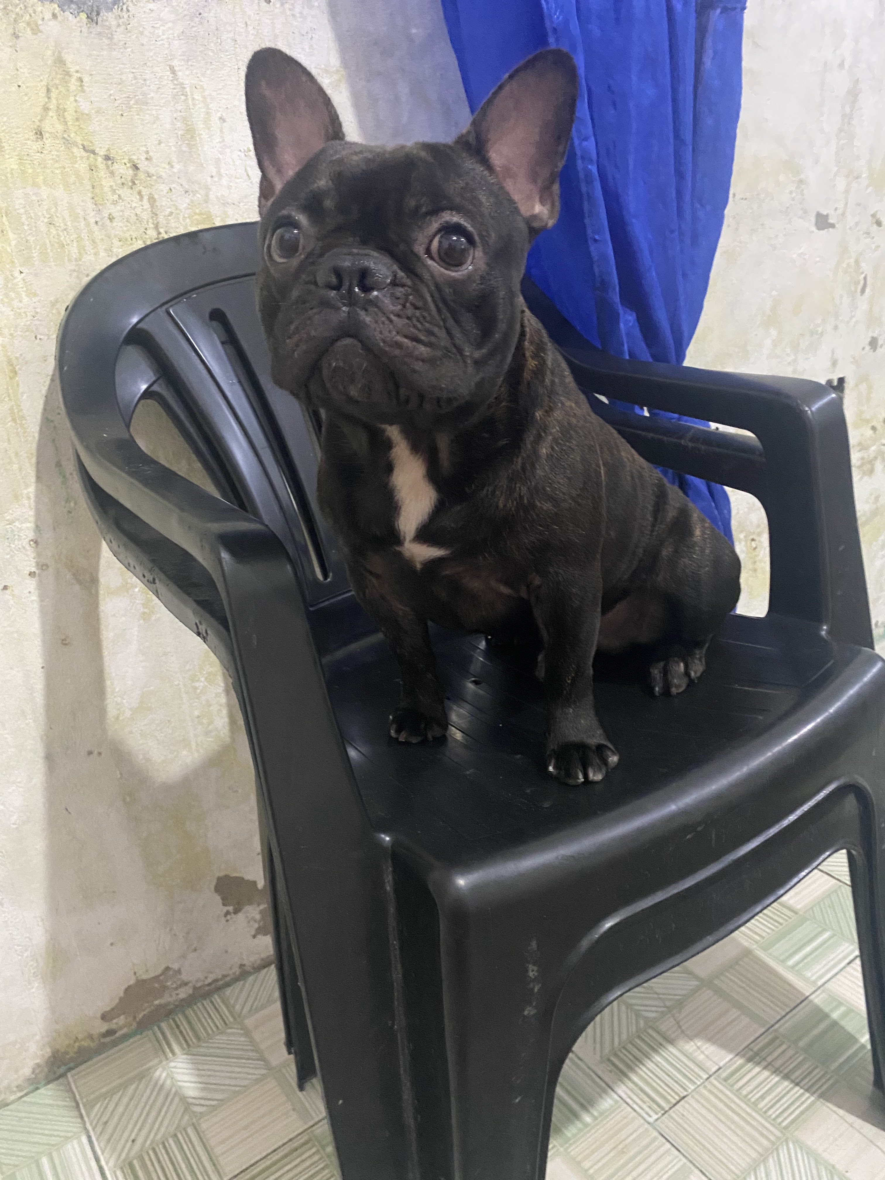 Buldogue Francês - À Venda