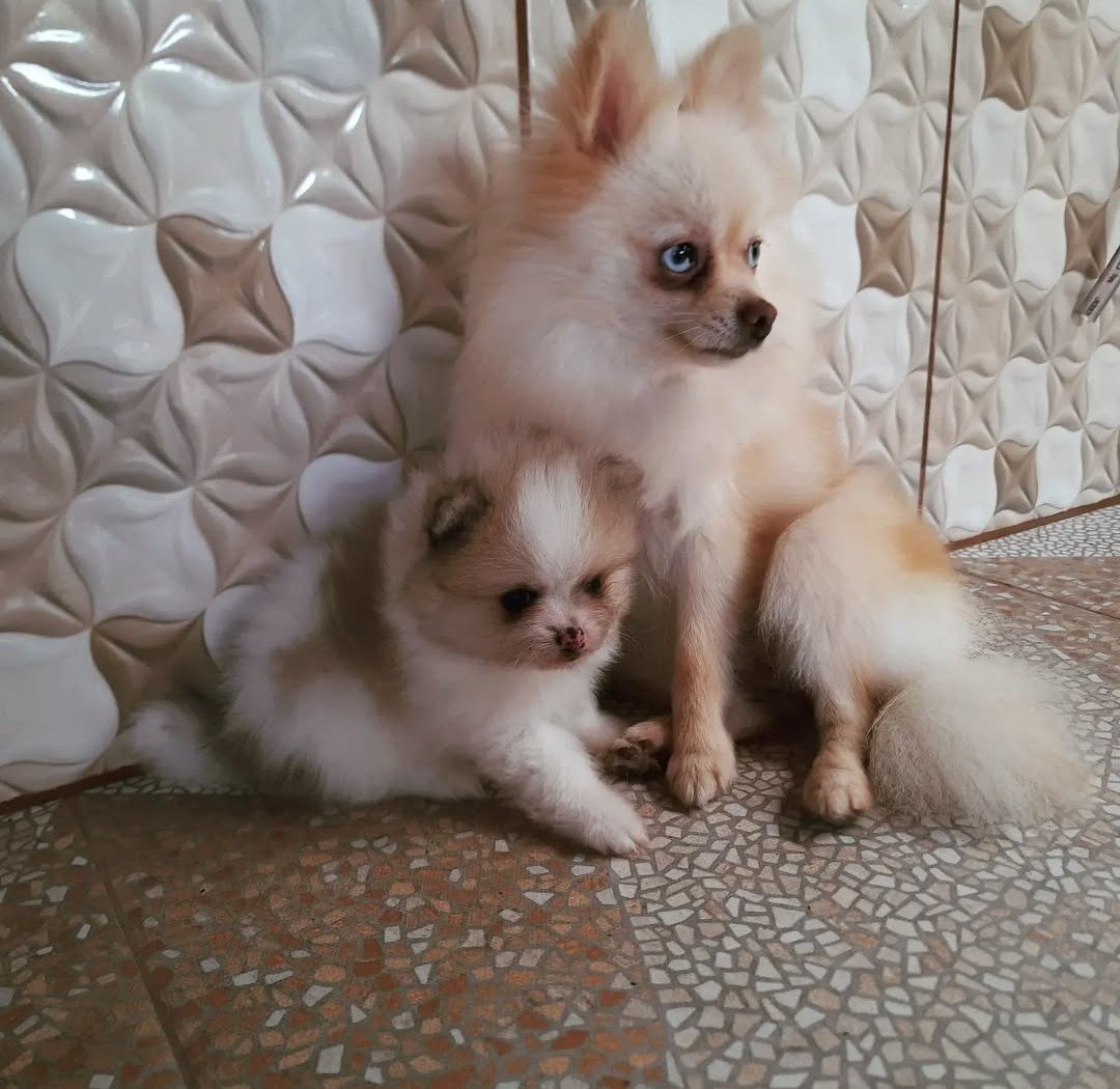 Filhotes de spitz alemão Blue merle  - Foto 1