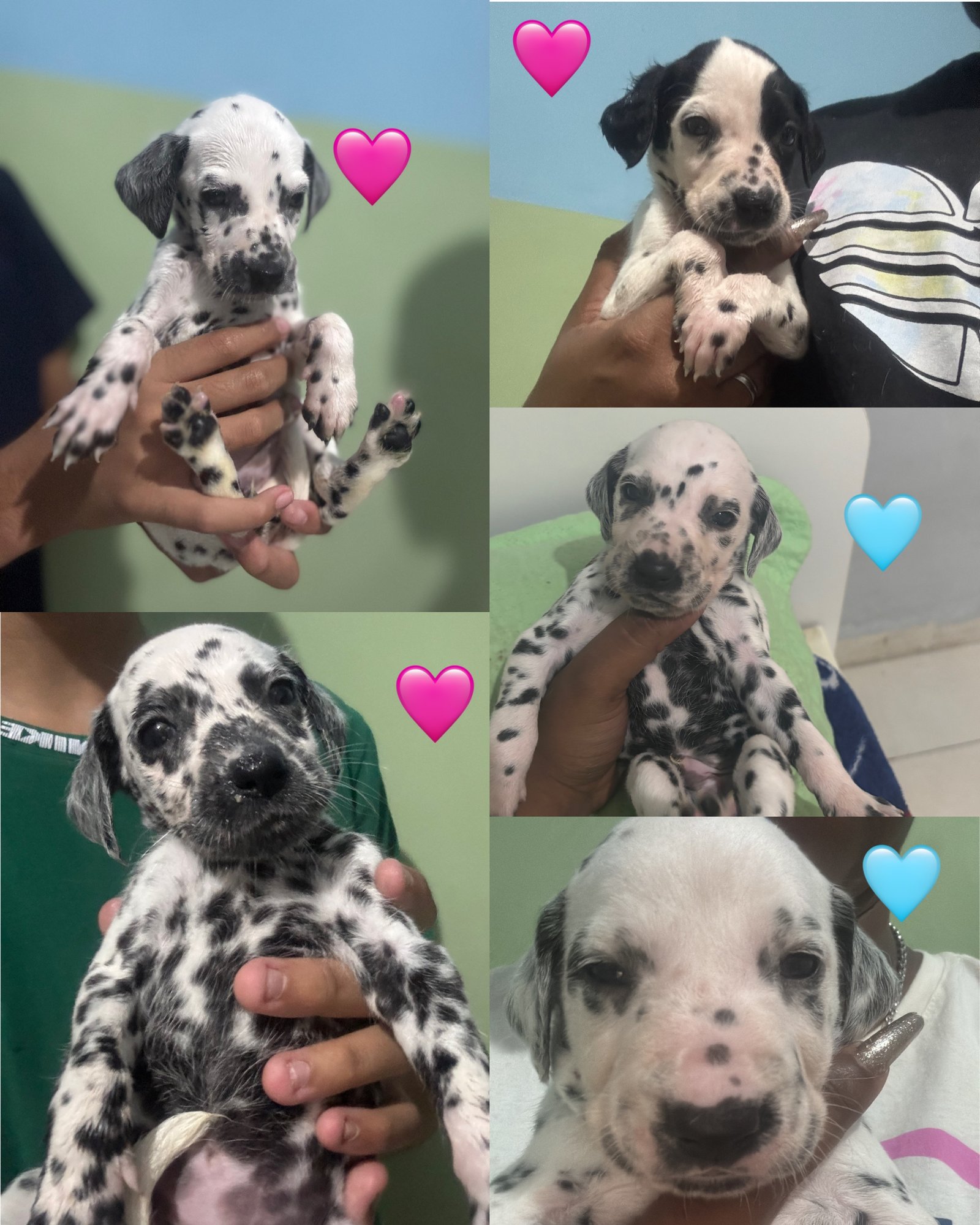 Tenho 5 filhotes de Dálmatas para venda 