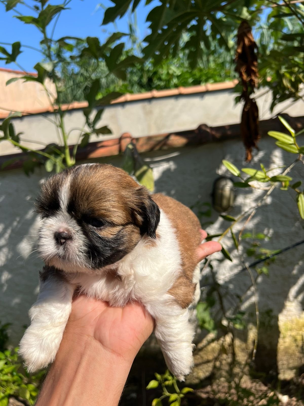 Vendo filhote shih tzu  - Foto 3