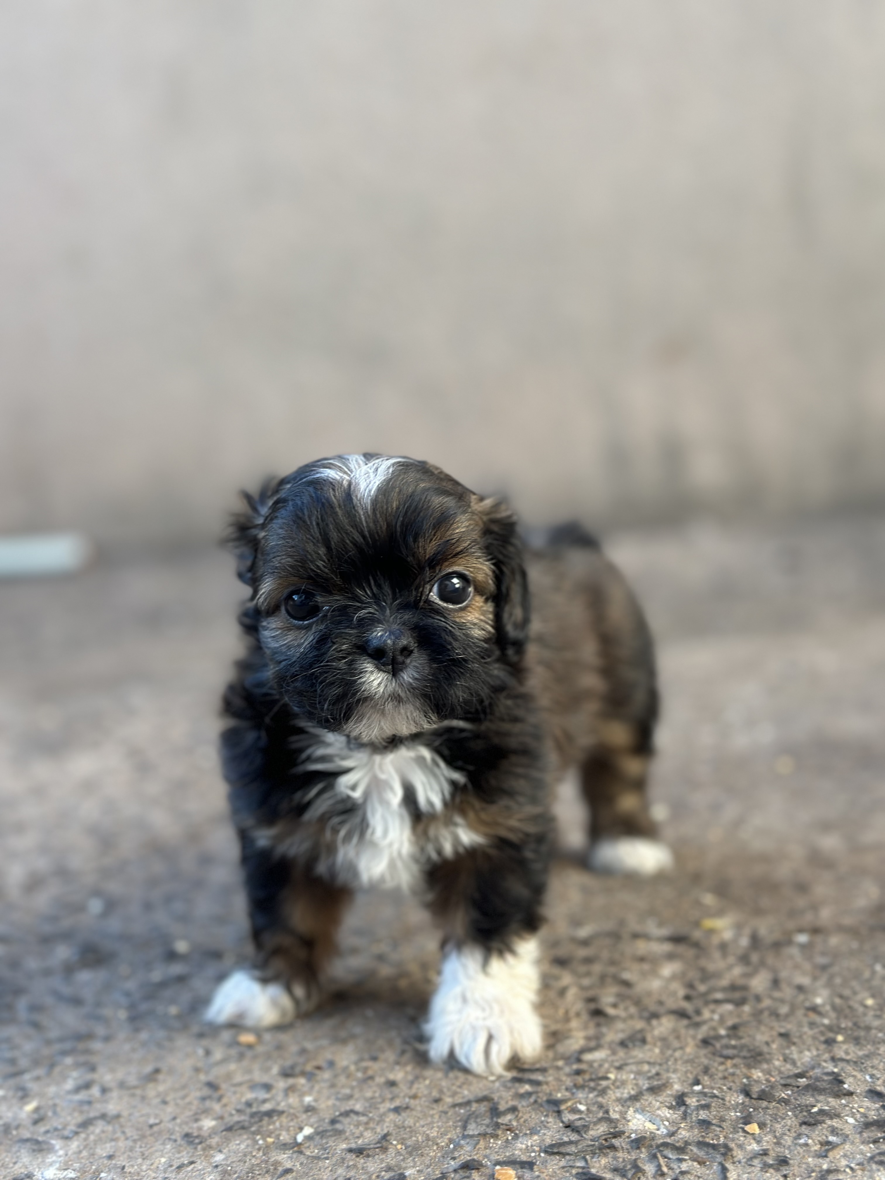 filhotes de Shih Tzu Apucarana