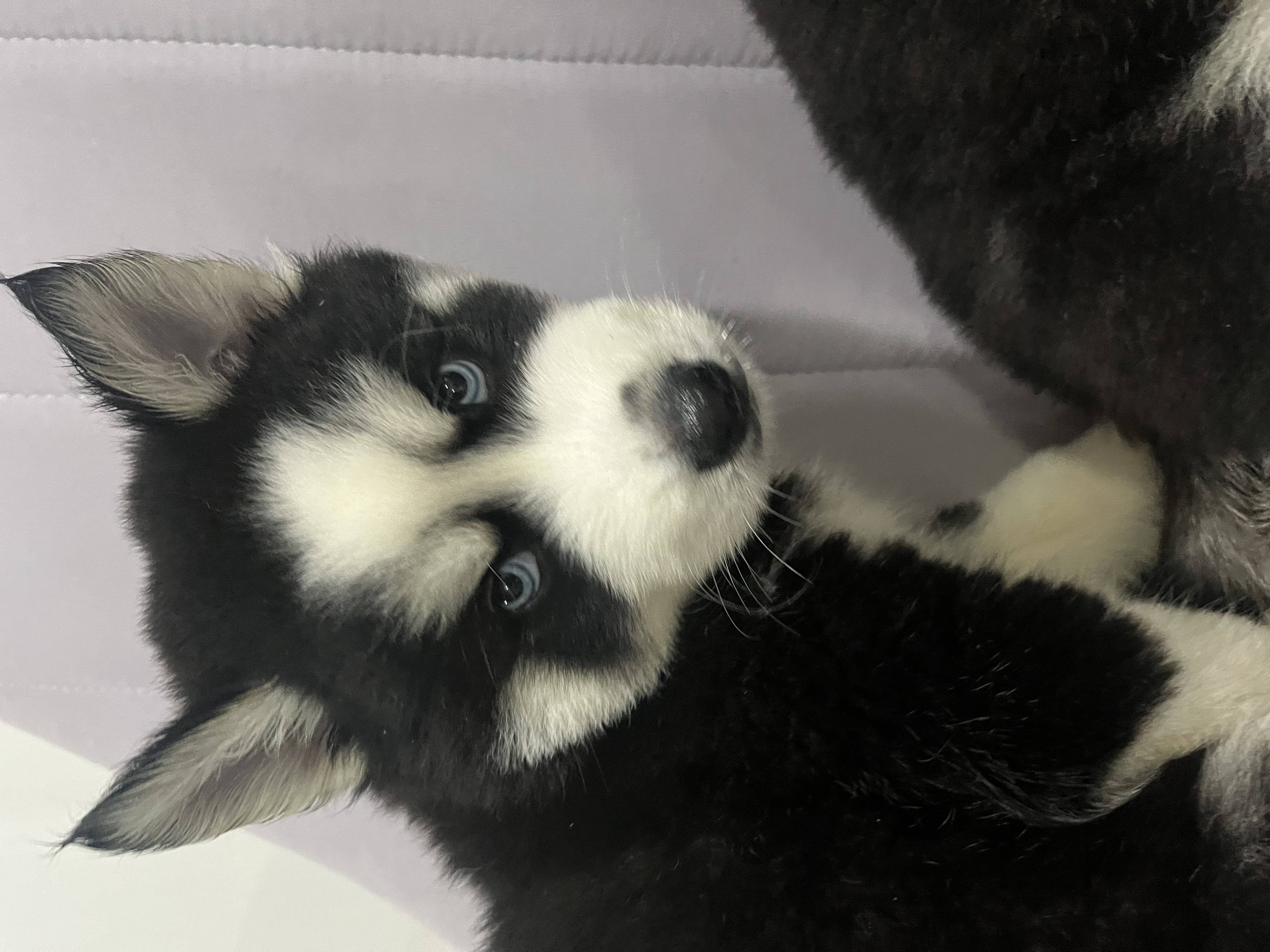 filhotes de Husky Siberiano Niterói 