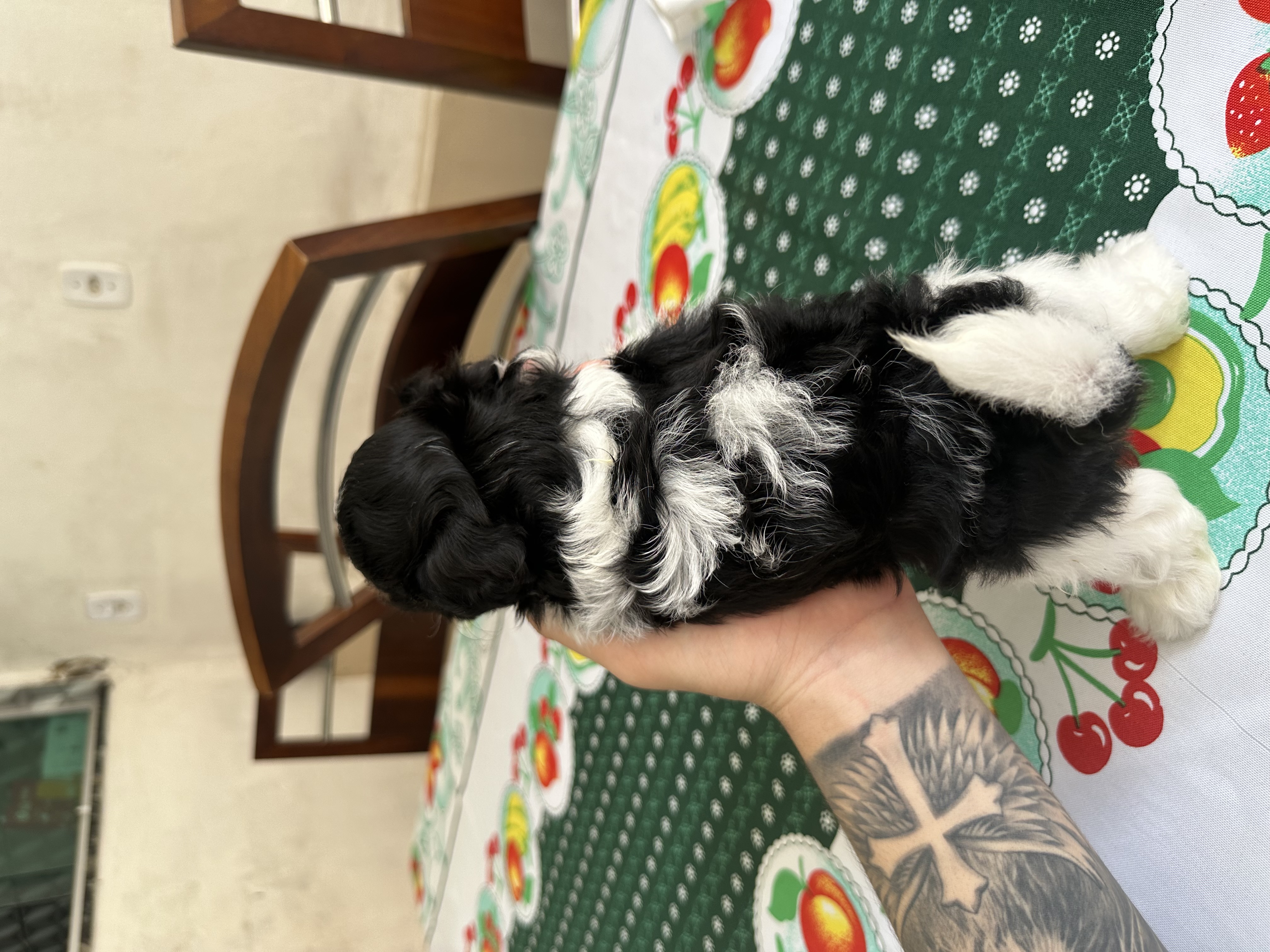 Vende-se filhotes macho de Shih Tzu - Foto 2