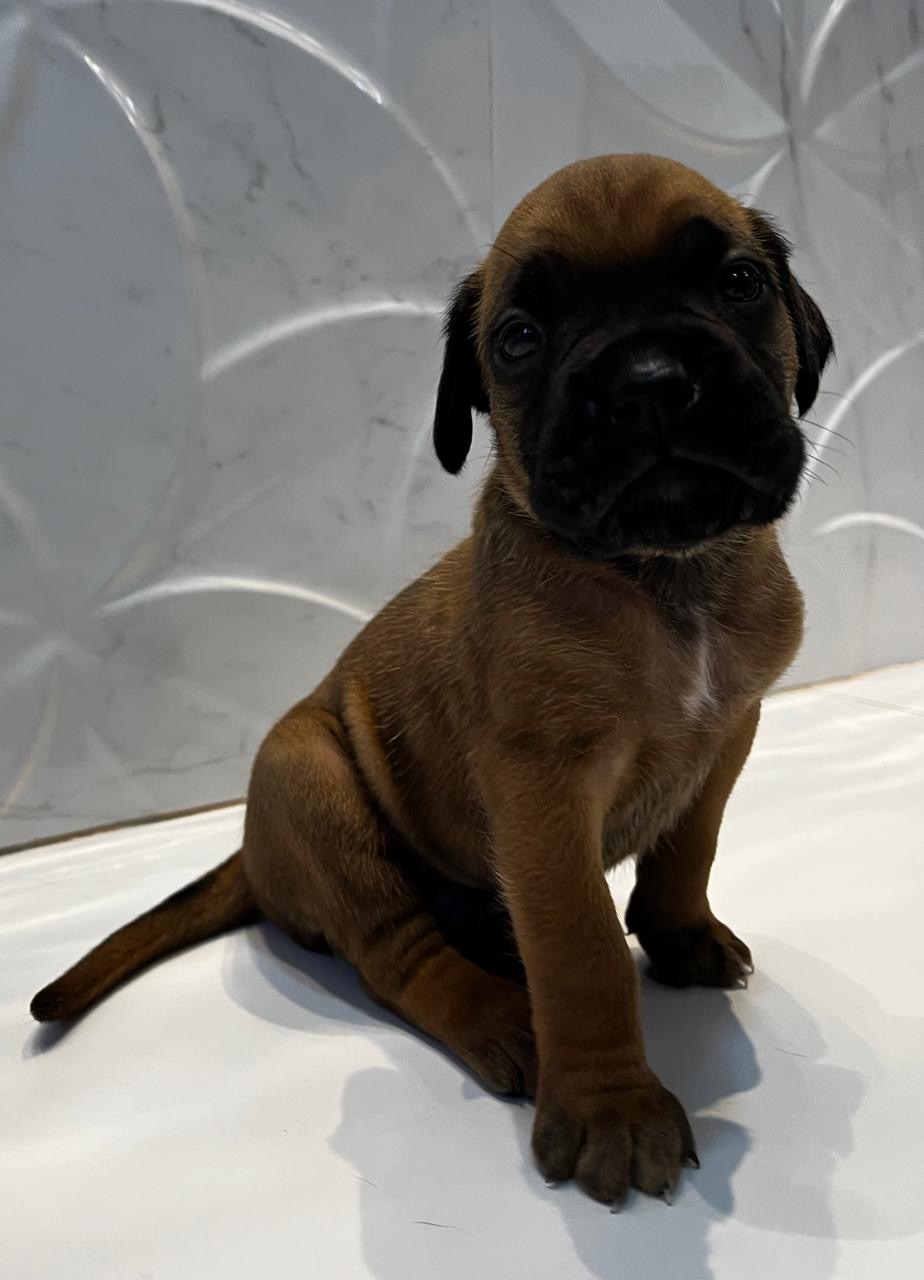 Portal Vendocão Filhotes boxer. São Luís - Ma