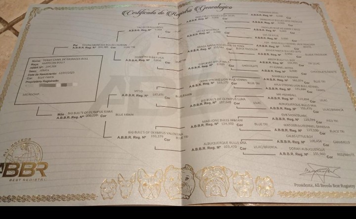 Portal Vendocão American Bully, oportunidade única!  Porto Alegre