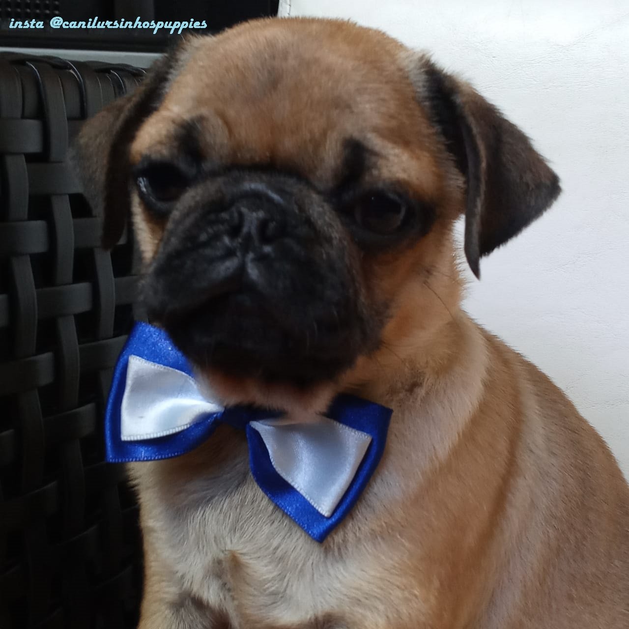 pug lindos bebes pronta entrega @canilursinhospuppies - Foto 2