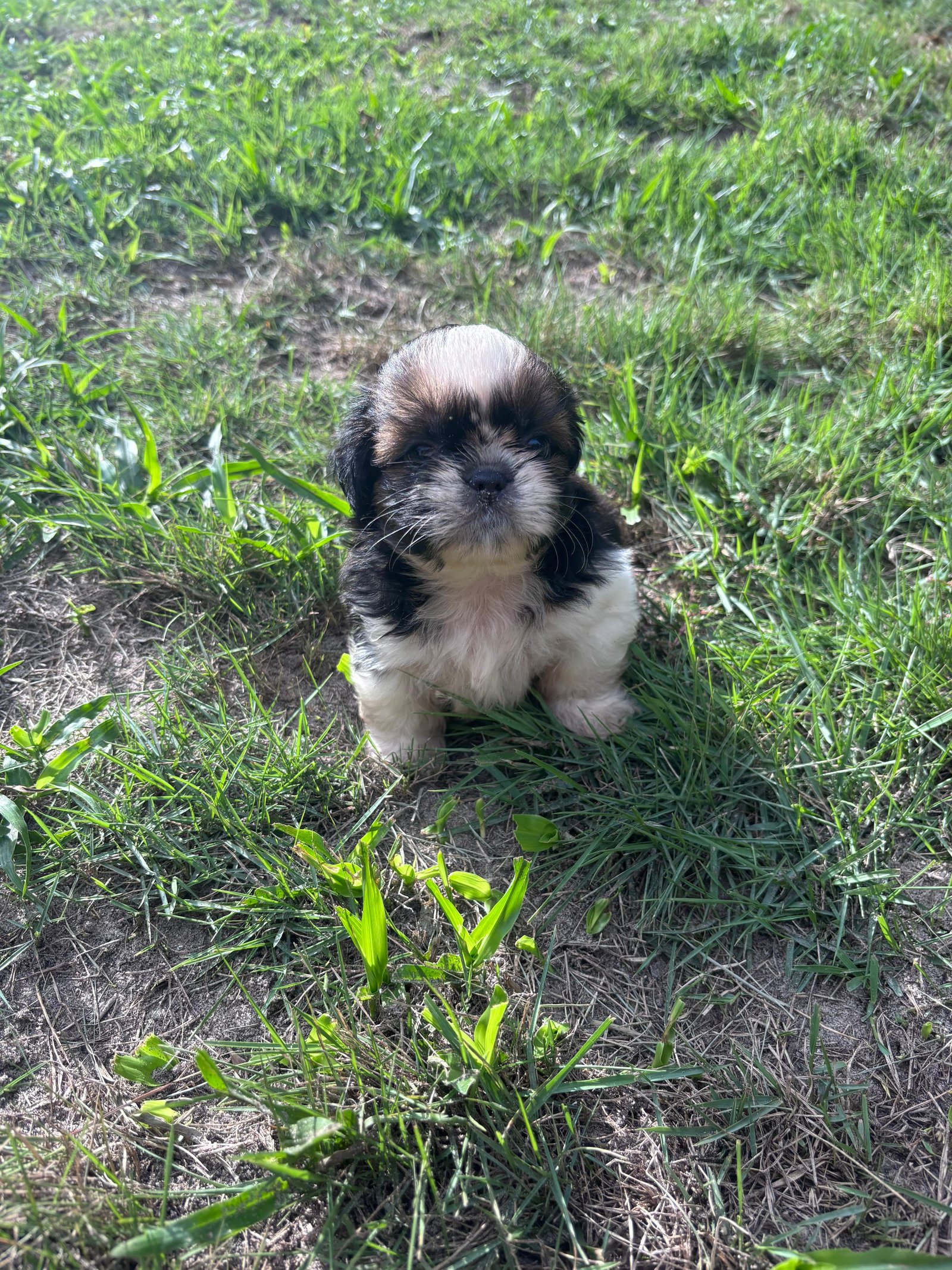 Filhotes de shih tzu - Foto 2