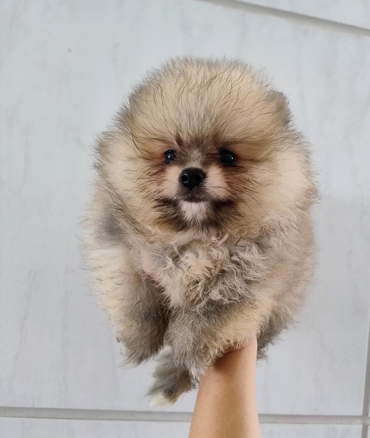 Portal Vendocão Vendo lindos filhotes de cachorros da raça splitz alemão / lulu da pomerania Caruaru