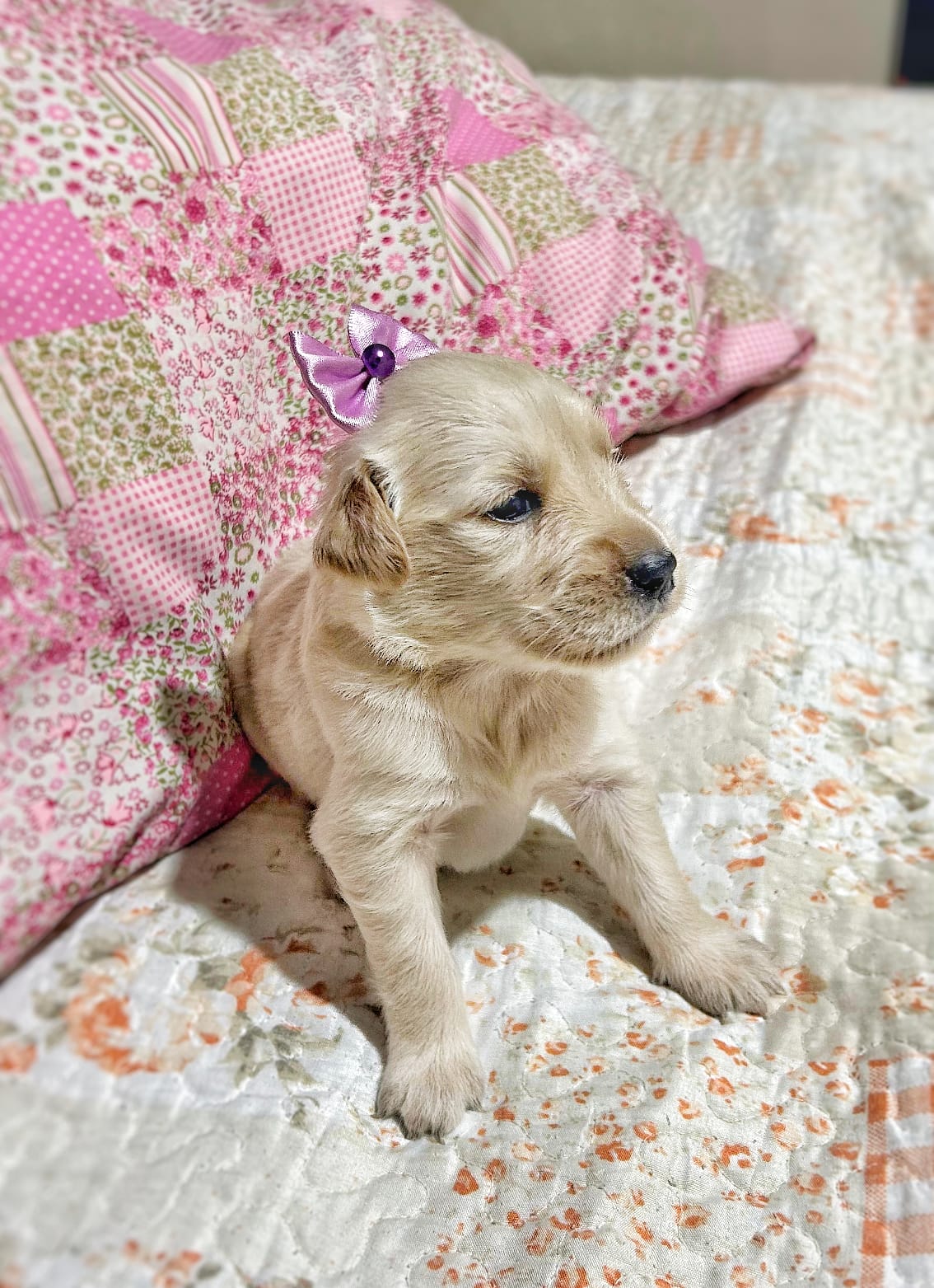 Portal Vendocão Filhote Golden Retriever  CONTAGEM