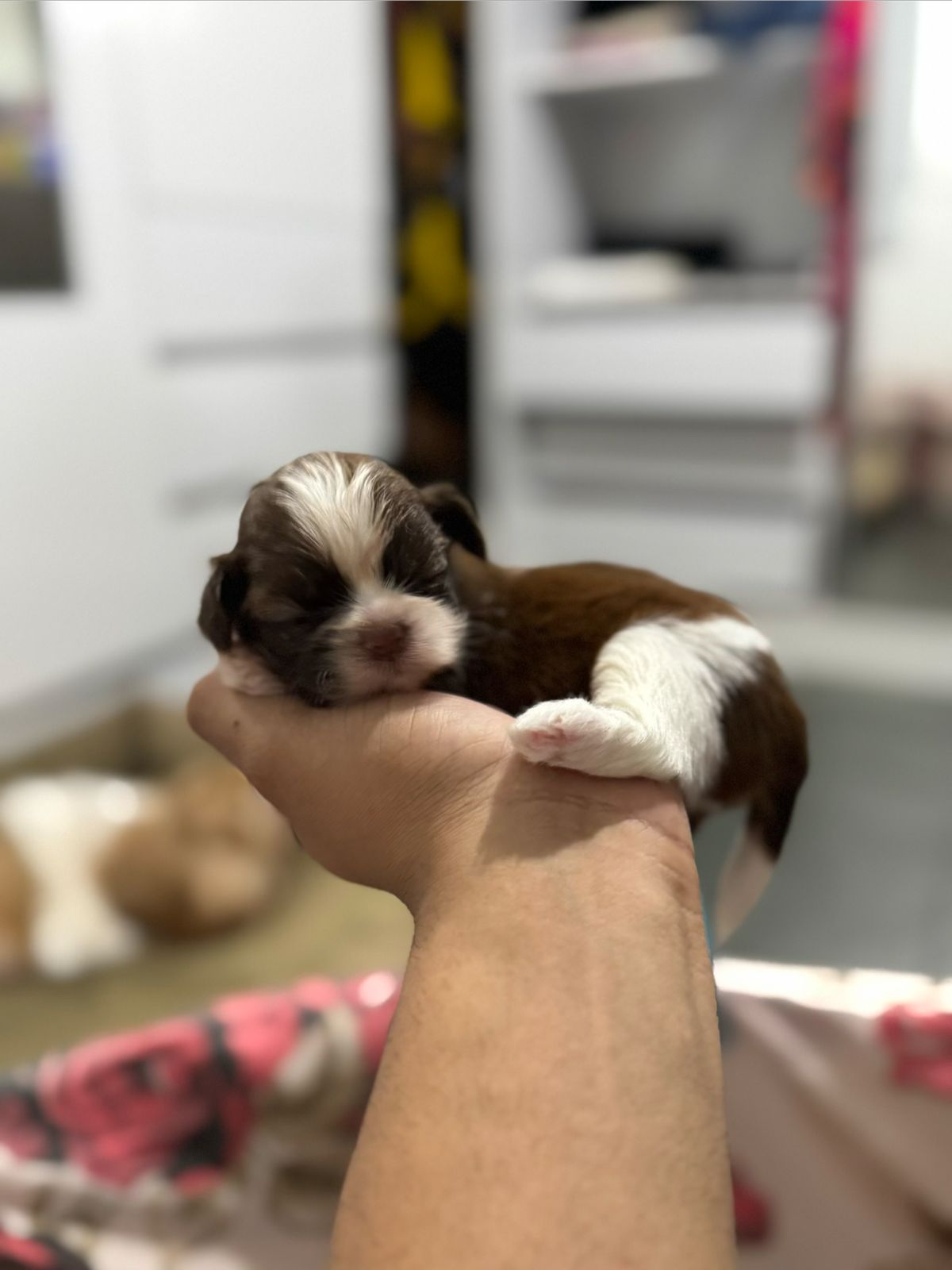 FILHOTES DE SHIH TZU  - Foto 1
