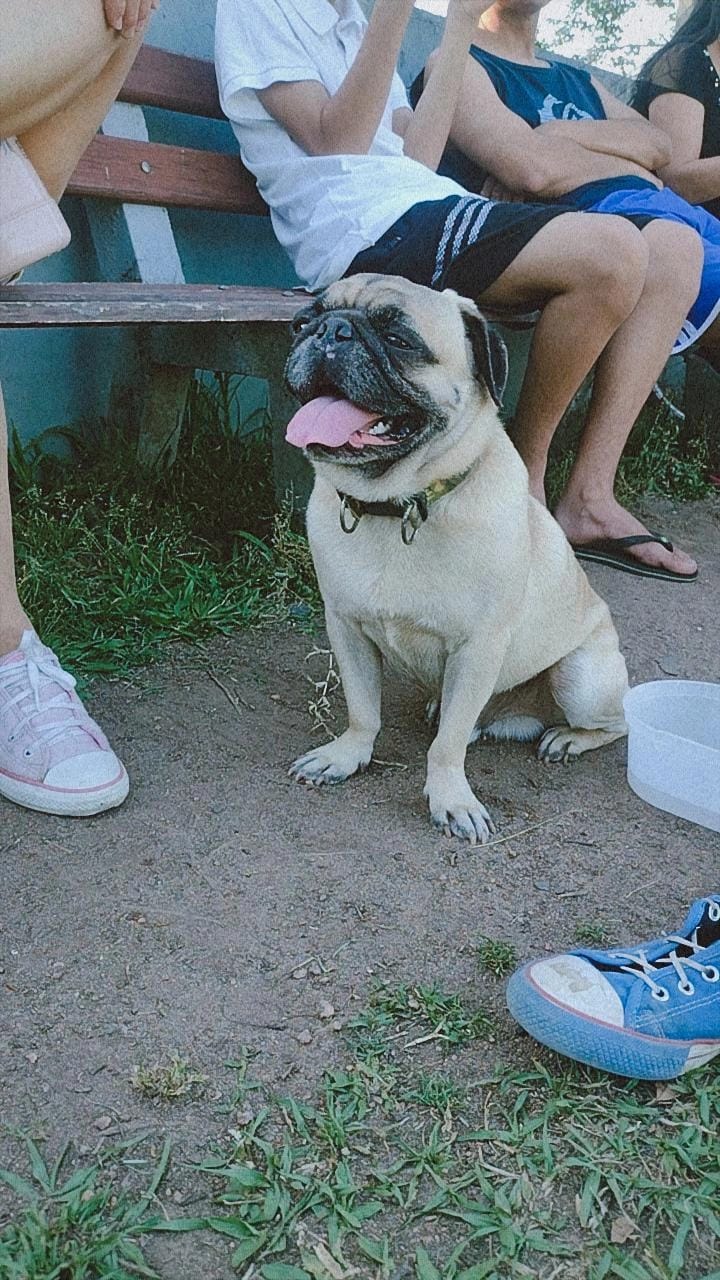 Portal Vendocão Pug macho 1 ano Esteio