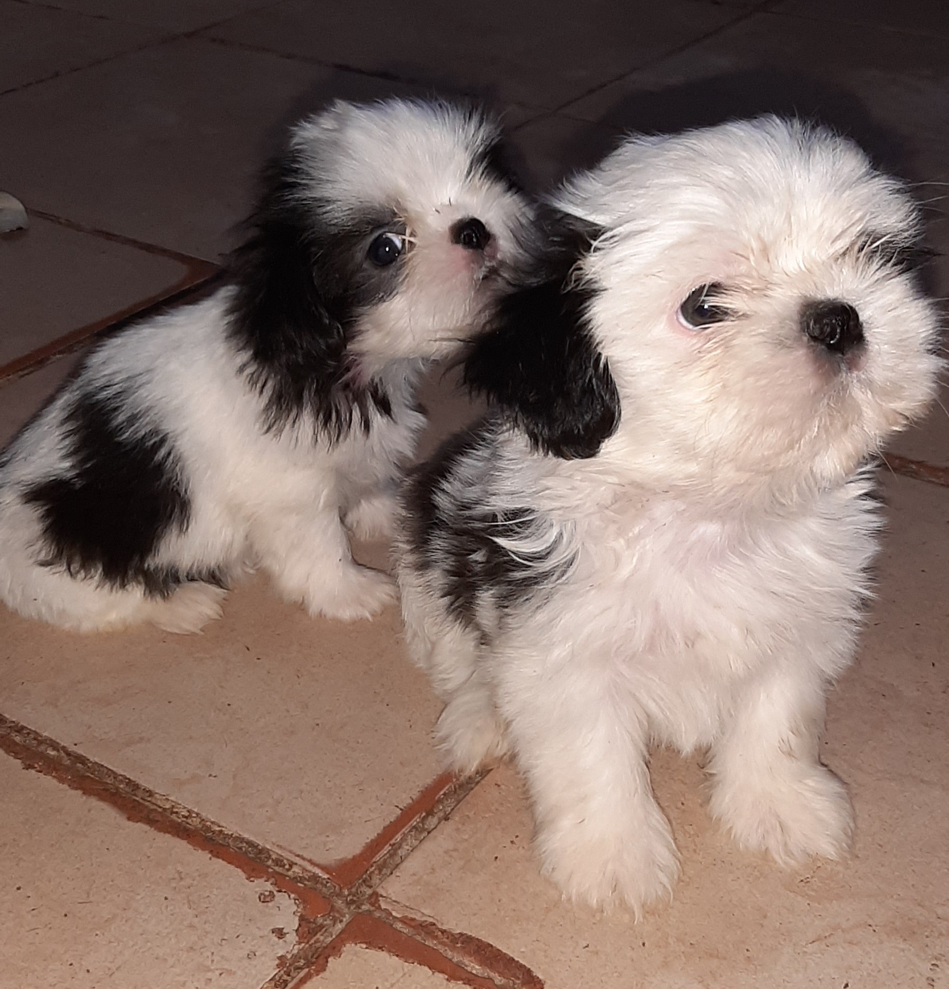 Portal Vendocão Filhotes de Shih-tzu  Brasília