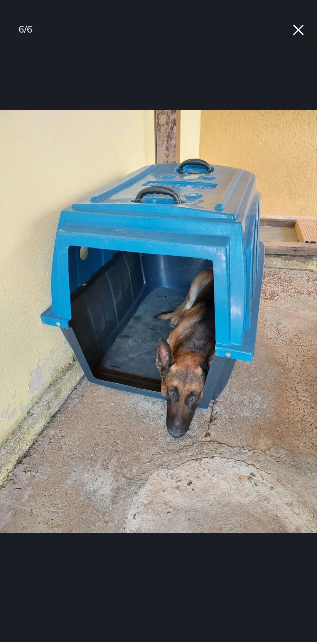 Portal Vendocão Pastor Belga Malinois / Alemão  Belo Horizonte 