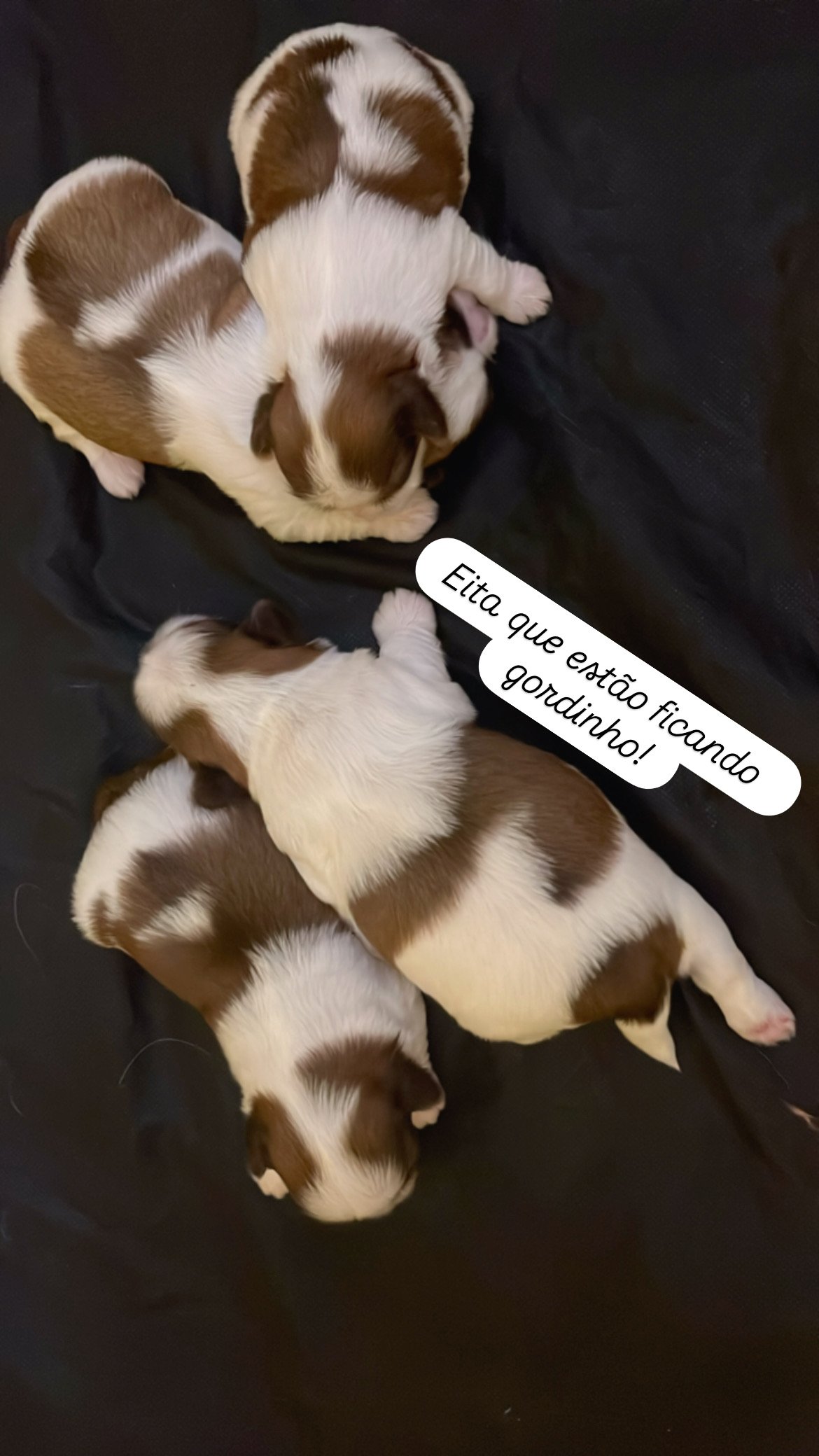 Venda de cachorrinho Shiatzu - Foto 1