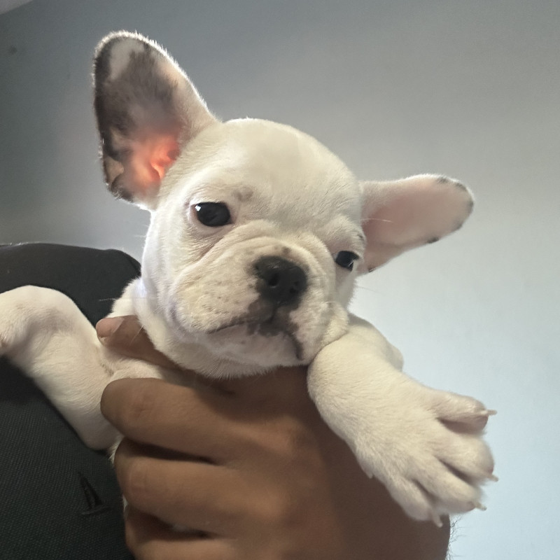 Filhote de Bull dog francês melhor da ninhada - Foto 1