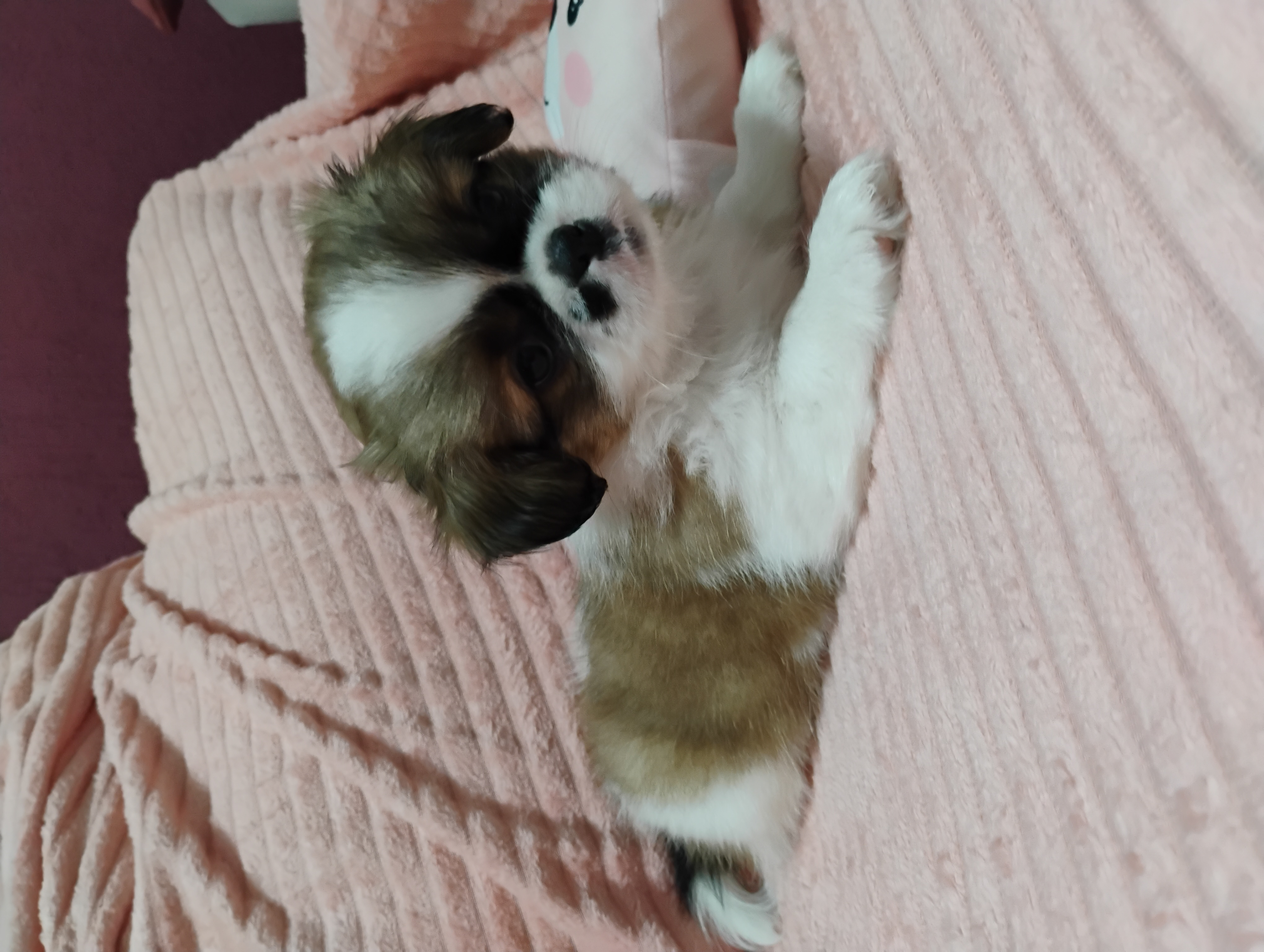 🐶💕 Filhotinha Pequinês Fêmea disponível! 💕