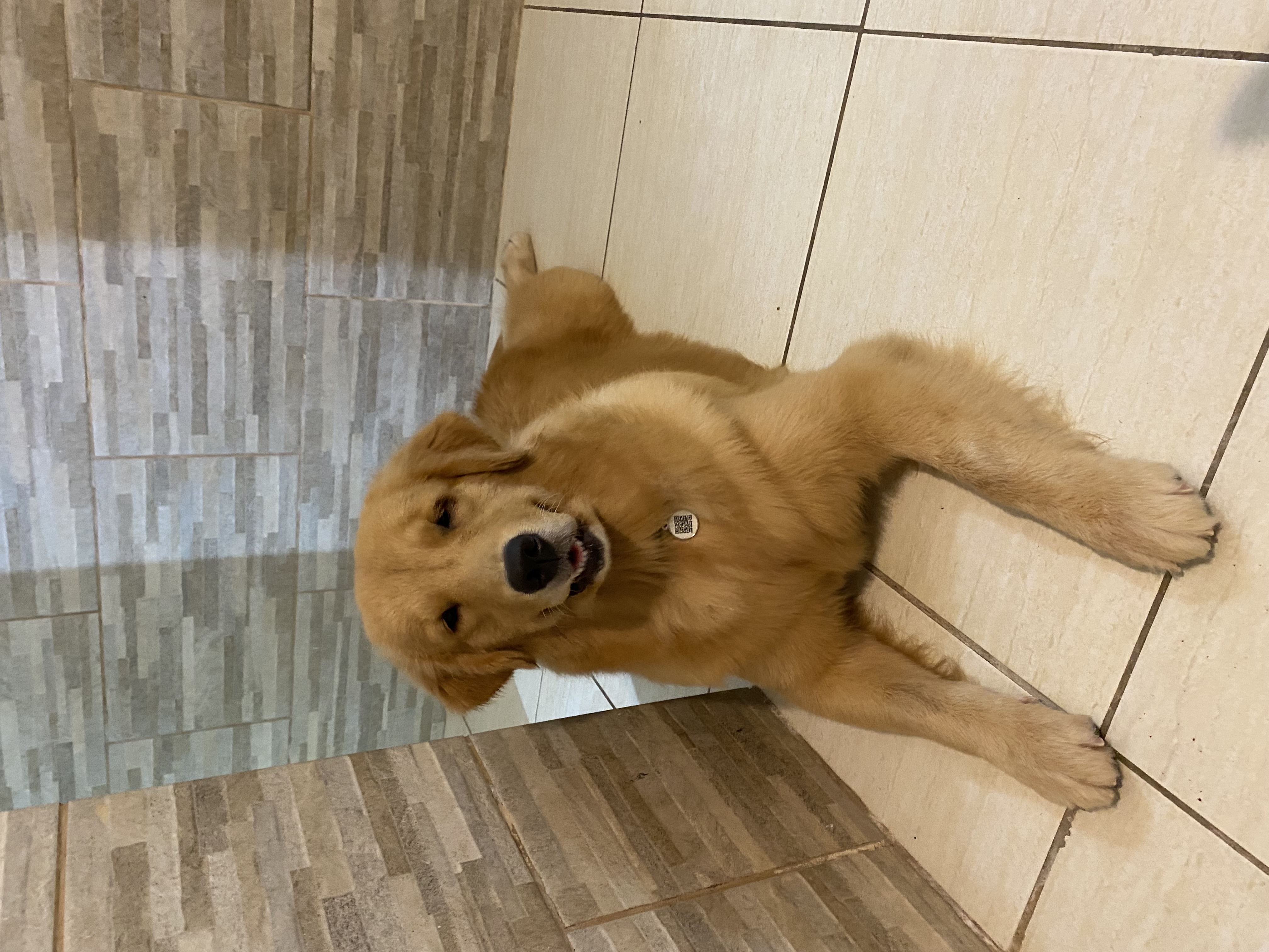 GOLDEN RETRIEVER FÊMEA