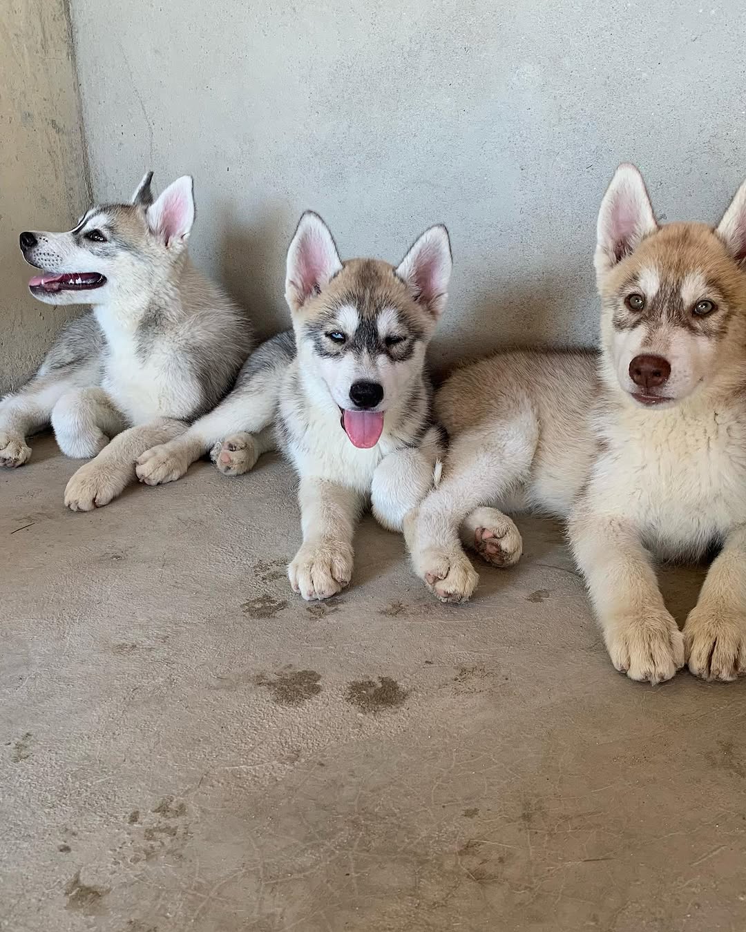 Portal Vendocão Filhotes de Husky Siberianos Puros com Pedigree macaé