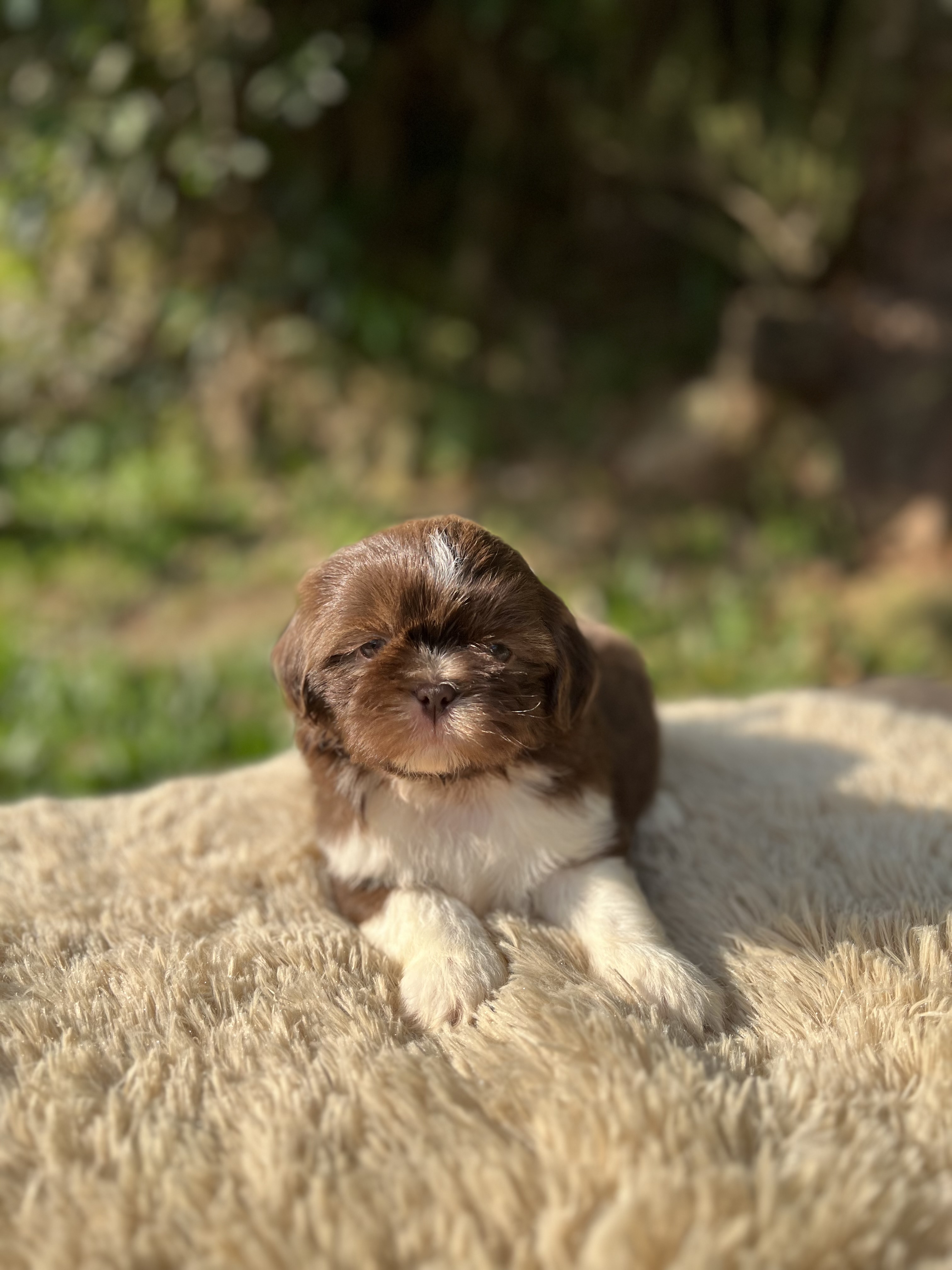 Portal Vendocão Macho de Shih Tzu  Porto Alegre / RS